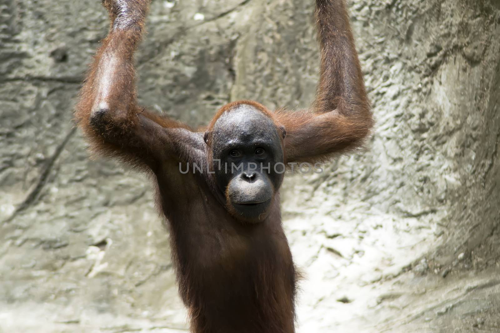 Bornean orangutan. by GNNick