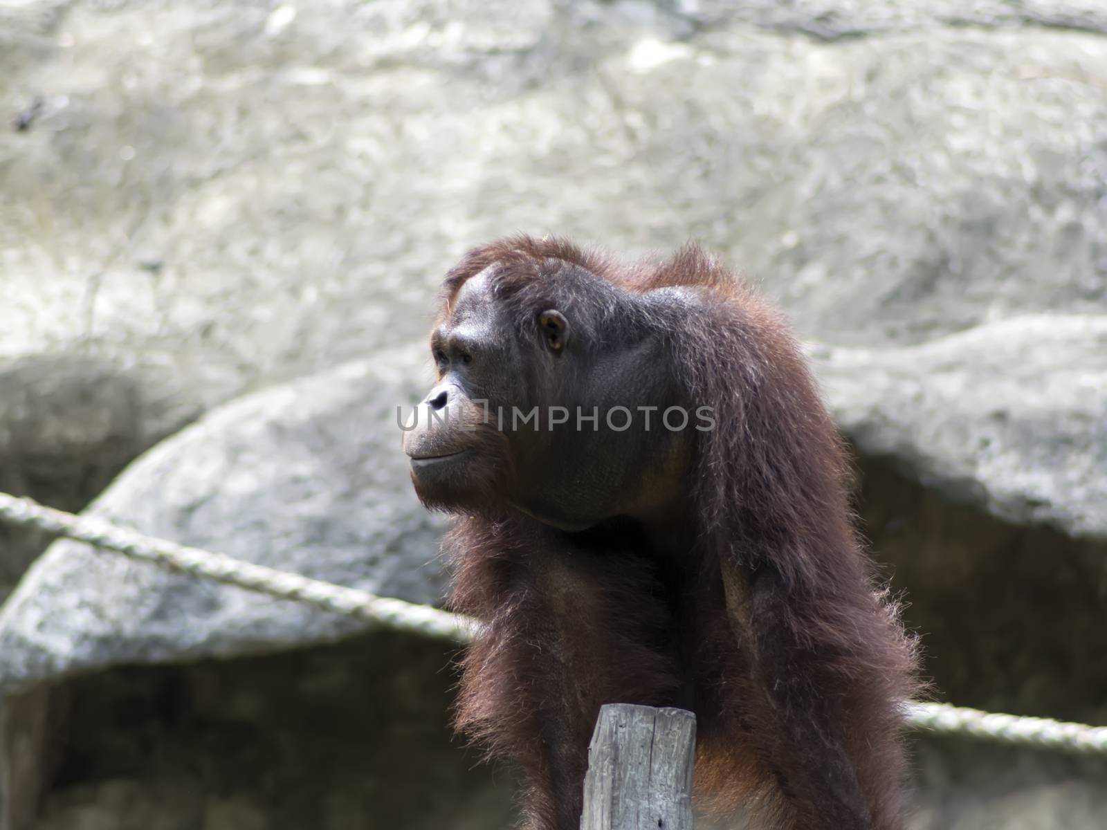 Bornean orangutan, Pongo pygmaeus female. Orangutans are the two exclusively Asian species of extant great apes