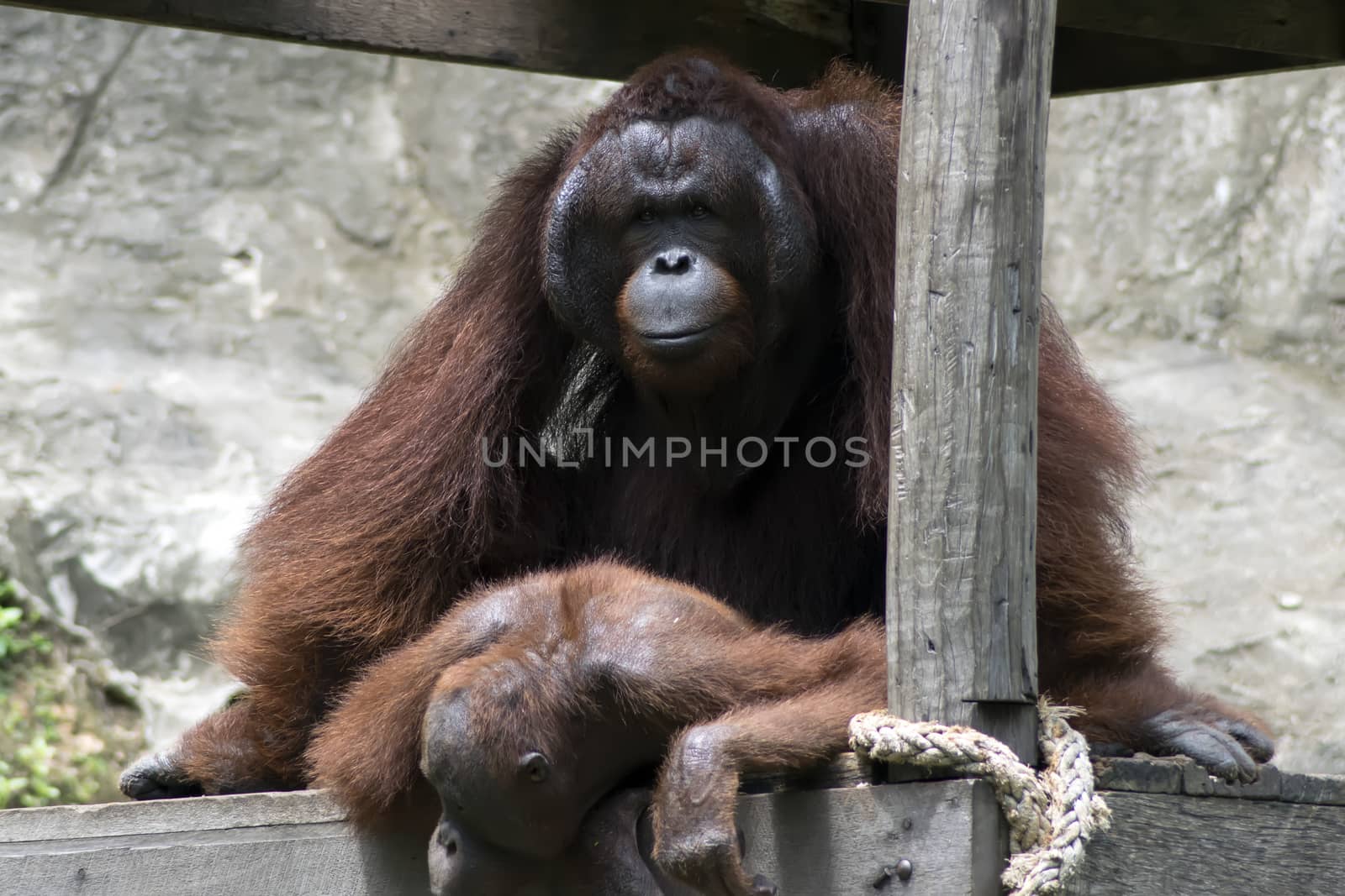 Reproduction of Bornean orangutan (Pongo pygmaeus). Orangutans are the two exclusively Asian species of extant great apes