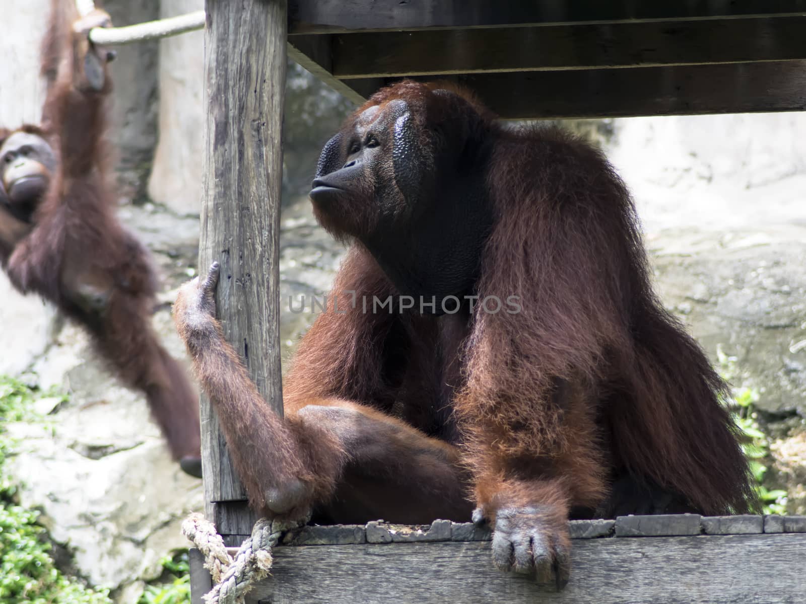 Sexual Fulfillment of Bornean orangutans (Pongo pygmaeus). 