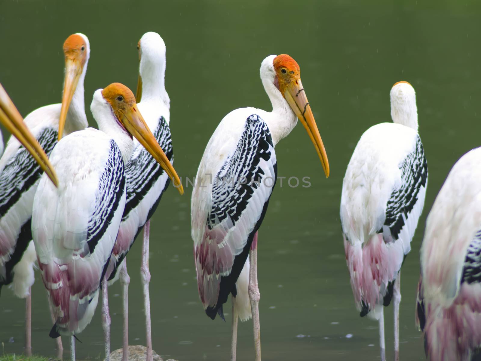 Painted Stork (Mycteria leucocephala) is a large wading bird in the stork family.
