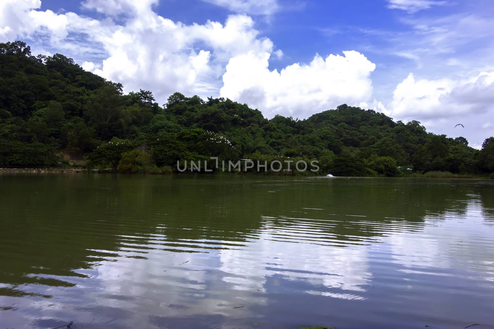 Landscape with Pond. Chonburi Province, Thailand.