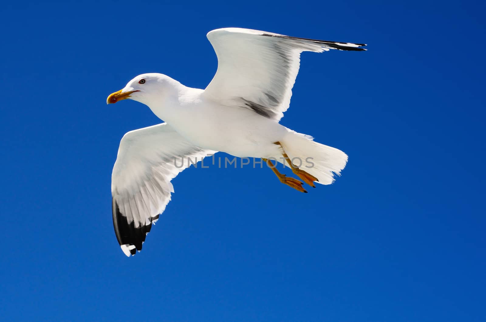 White seagull soaring in the blue sky