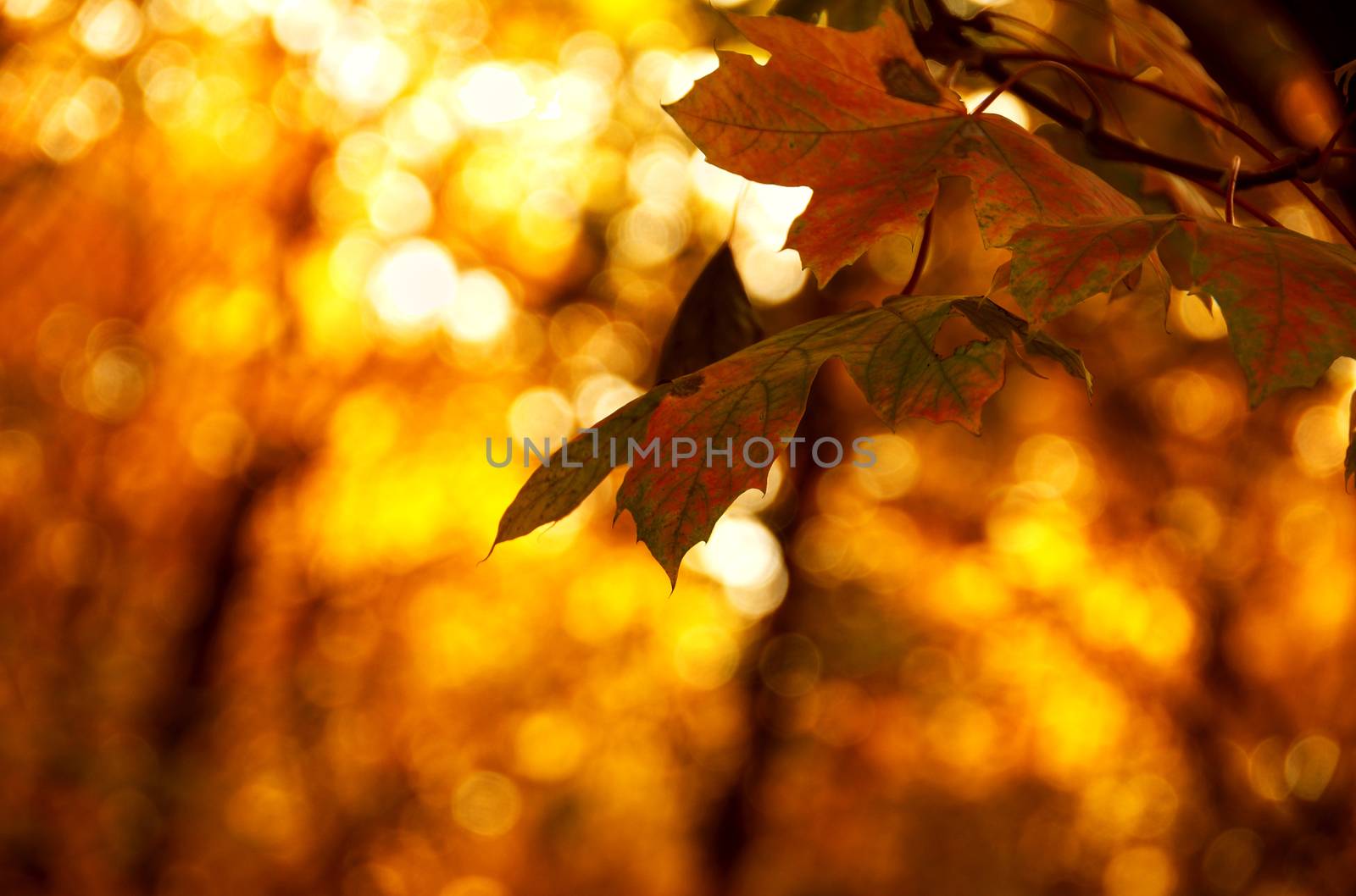 autumn picture of a couple coloured leaves on a tree