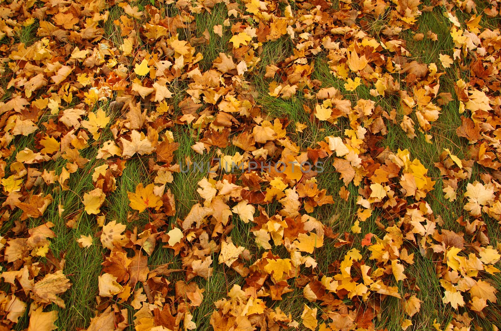 autumn picture of many coloured leaves on the grass