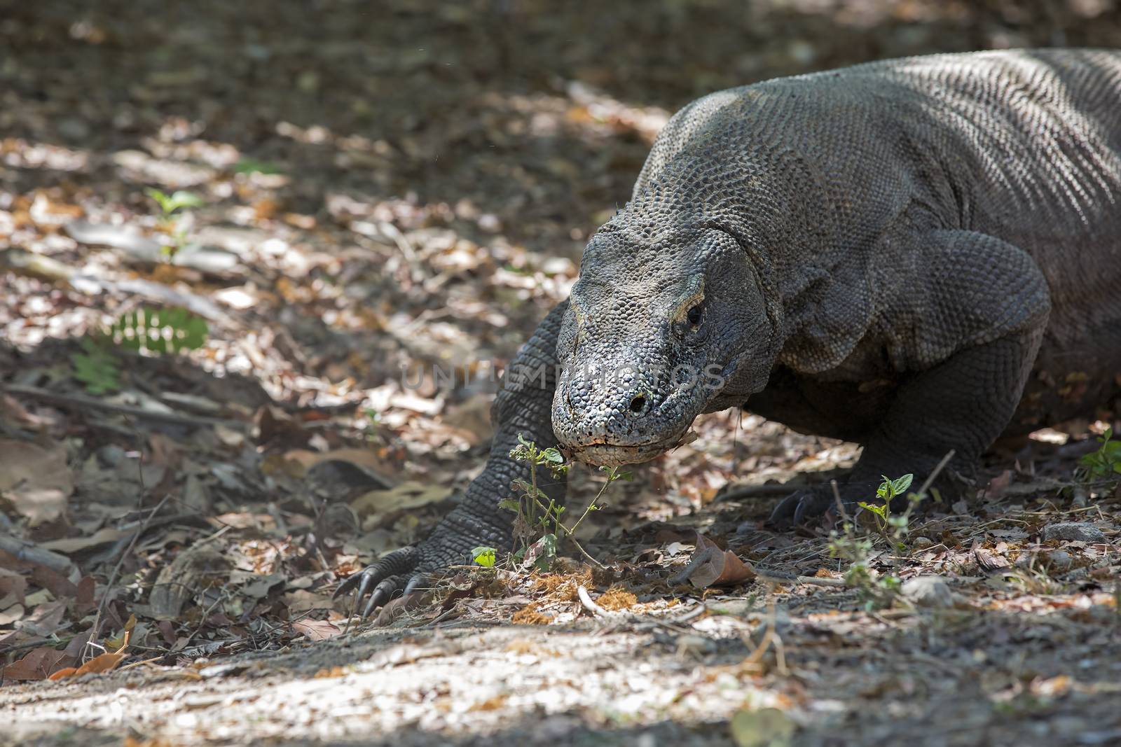 Komodo Dragon walking in the wild on Komodo Island