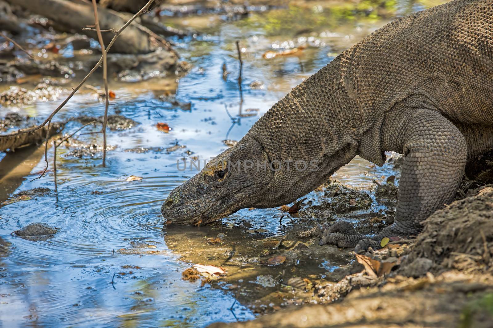 Komodo Dragon drinking water in the wild on Komodo Island
