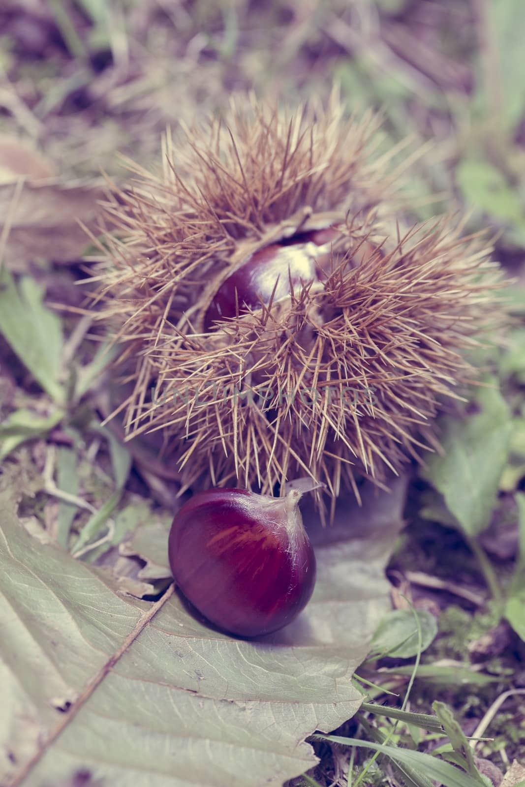 Macro picture of chestnut fruit. 