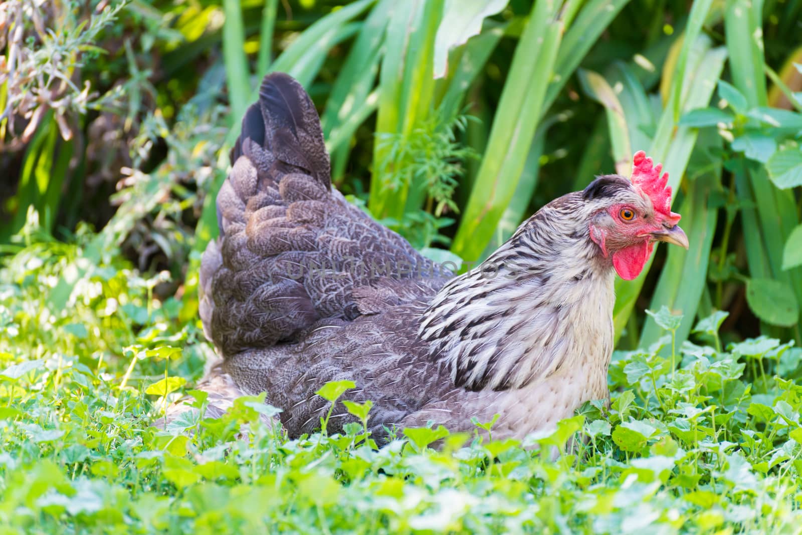 Chickens Laying hens on grass outdoors day by olgavolodina