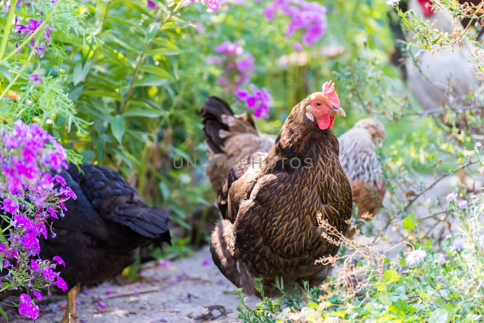 Chickens Laying hens on grass outdoors day by olgavolodina