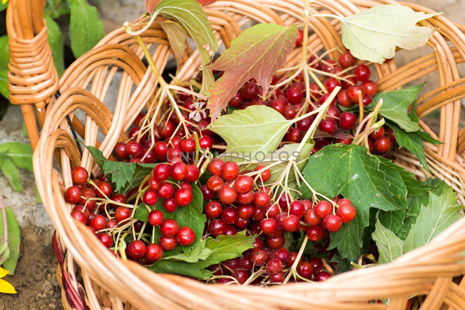 Ripe viburnum berries in  wicker basket by olgavolodina