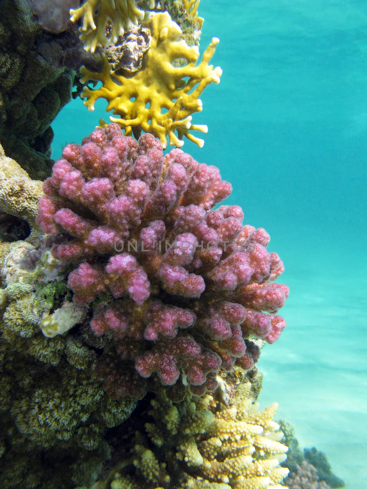 coral reef with violet hard corals poccillopora at the bottom of tropical sea on blue water background