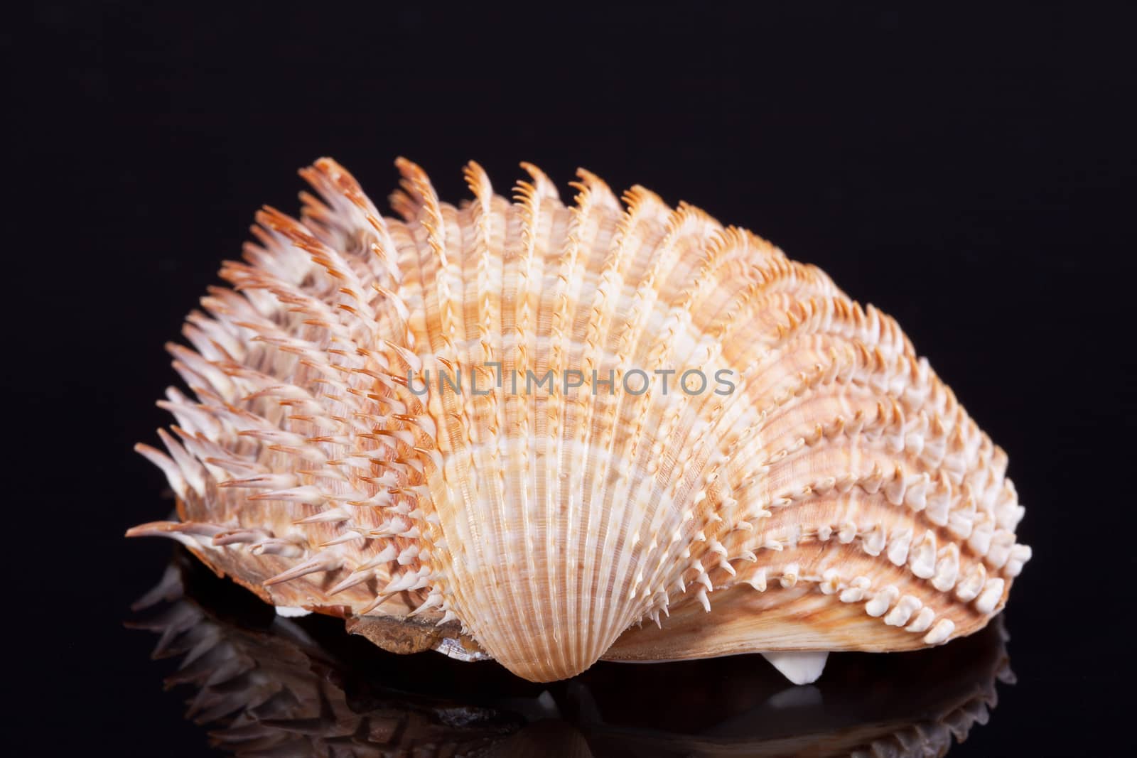 single seashell isolated on black background with reflection