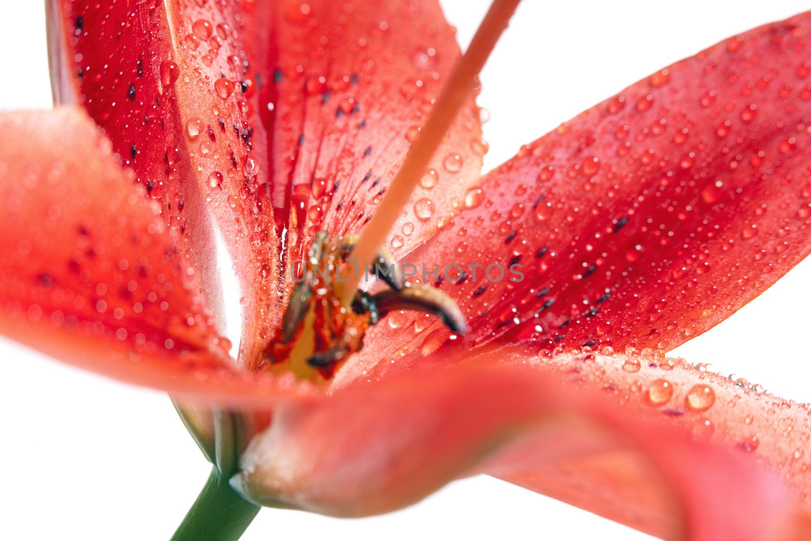 Closep of Red Lily with Water Drops