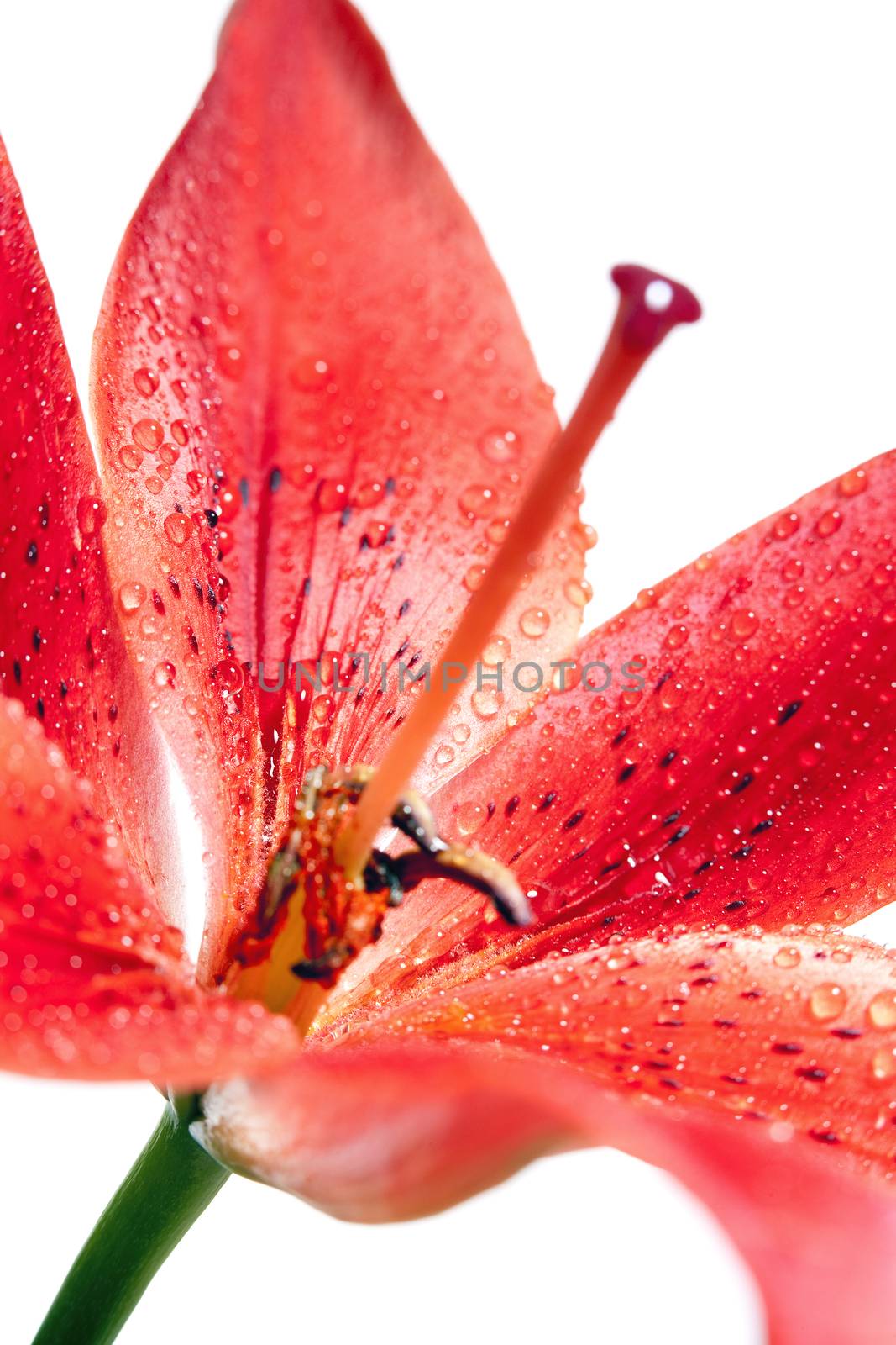 Closep of Red Lily with Water Drops