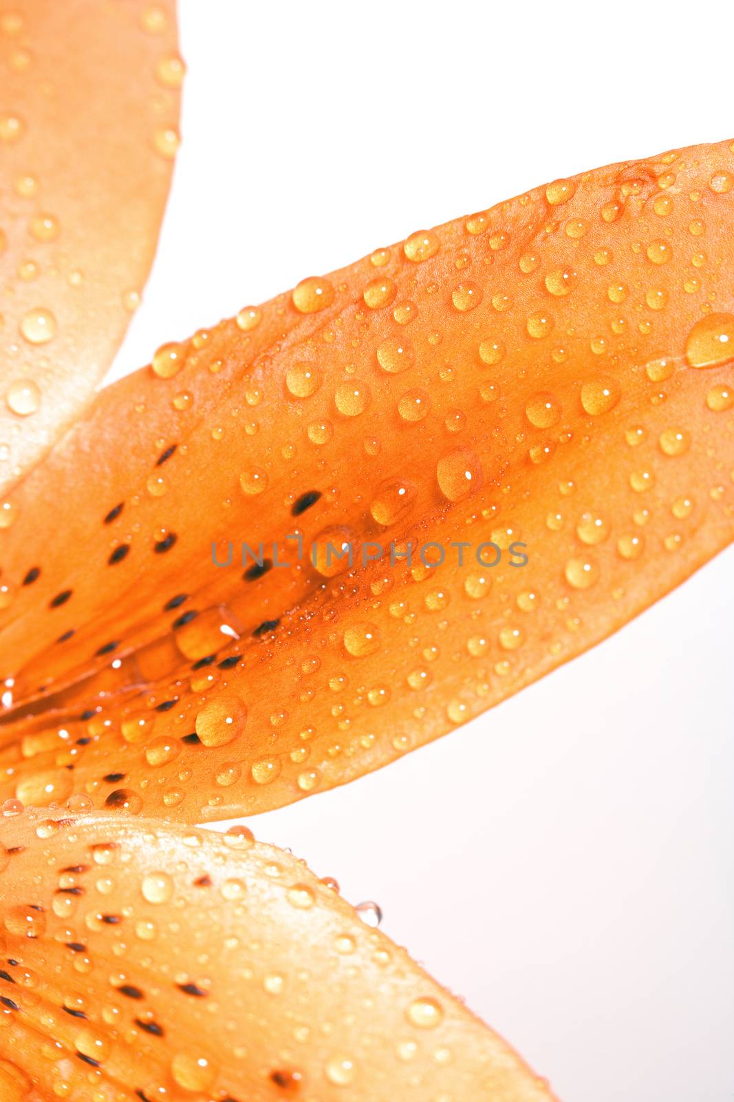 Closep of Lily Leaf with Water Drops by courtyardpix