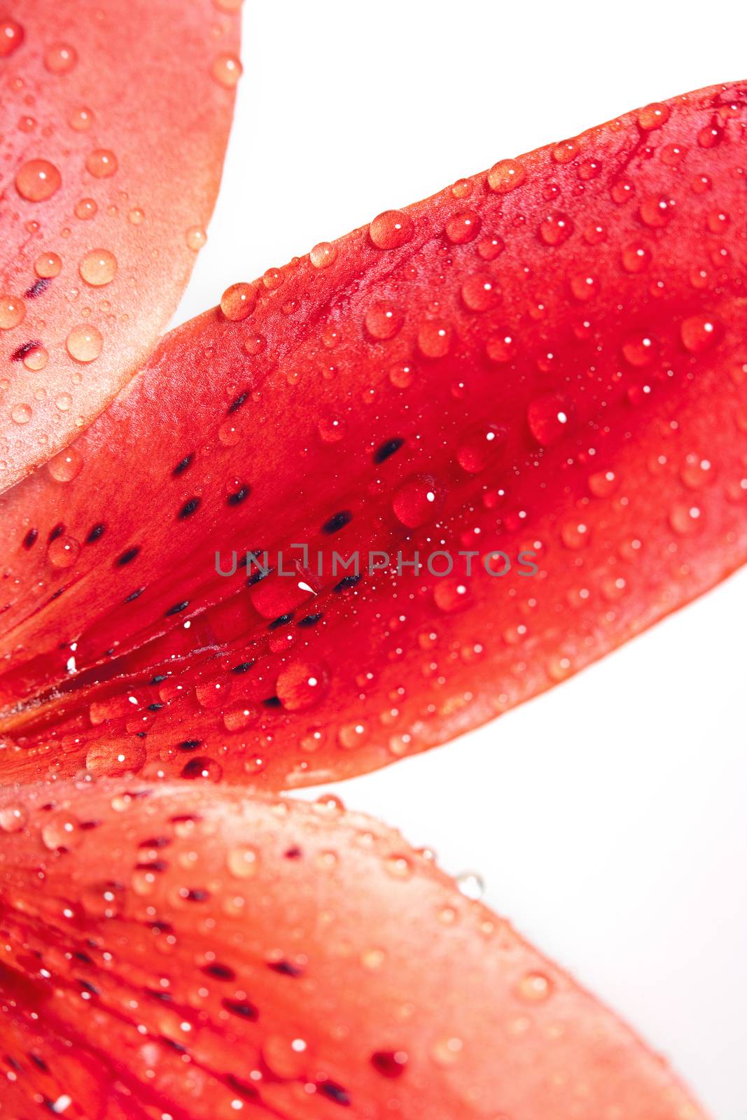 Closep of Lily Leaf with Water Drops by courtyardpix