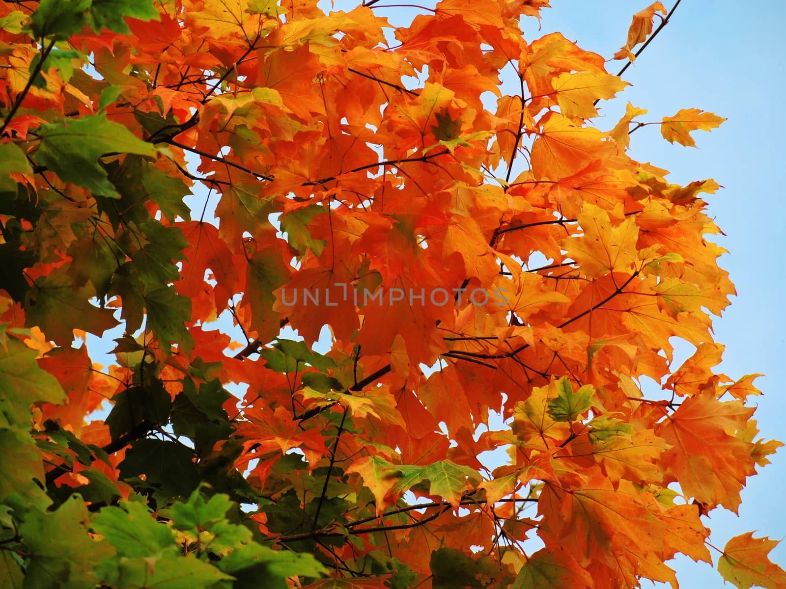 A close-up image of colourful Autumn leaves.