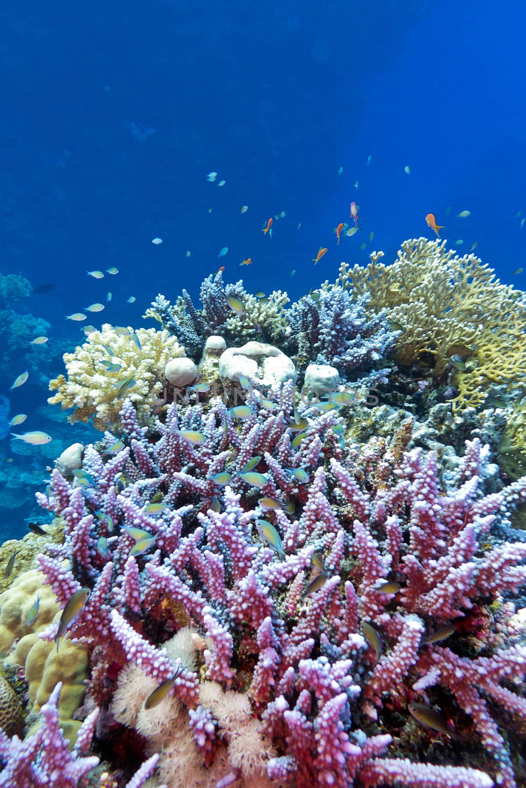 coral reef with hard coral violet acropora at the bottom of tropical sea on blue water background