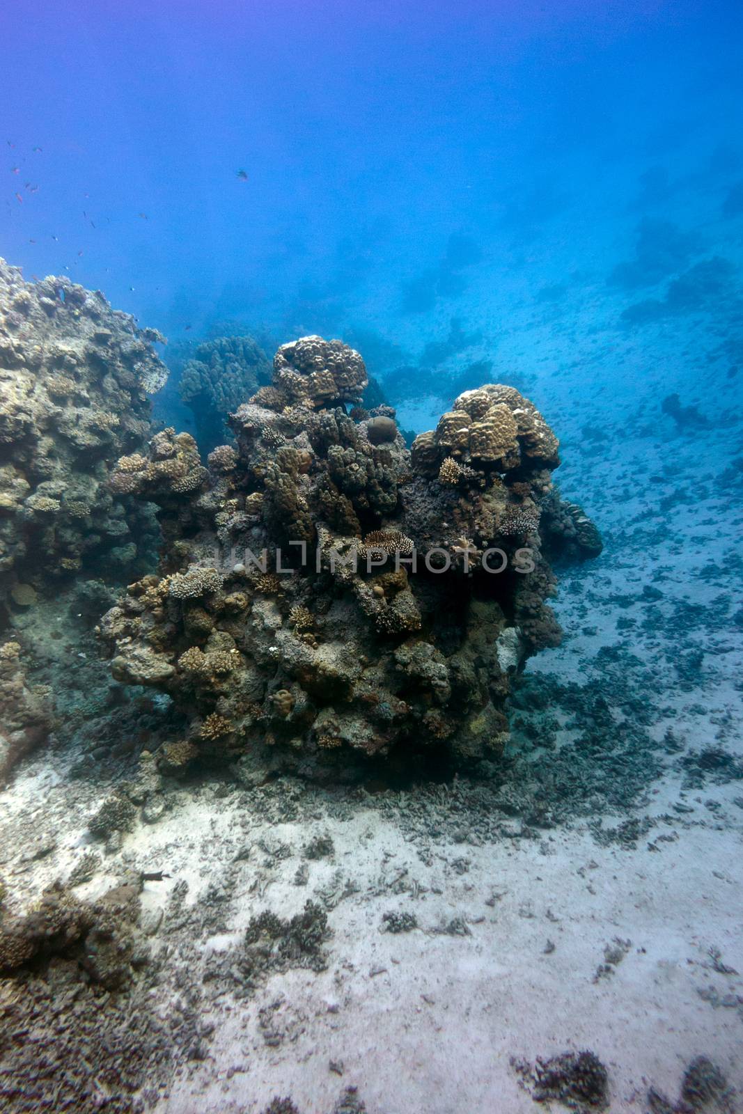 bottom of tropical sea with coral reef  on blue water background at great depth