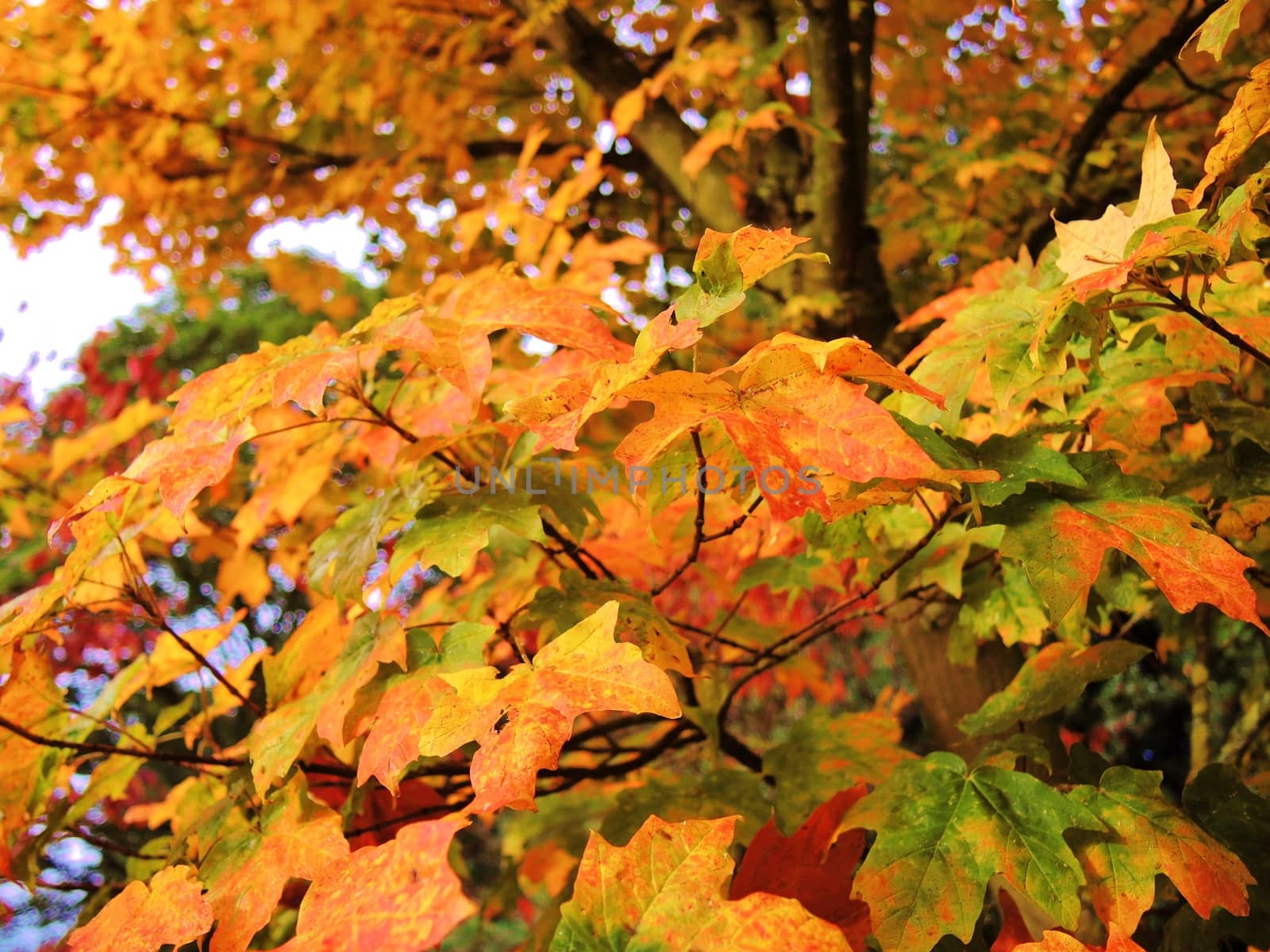 Close-up image of colourful Autumn leaves.