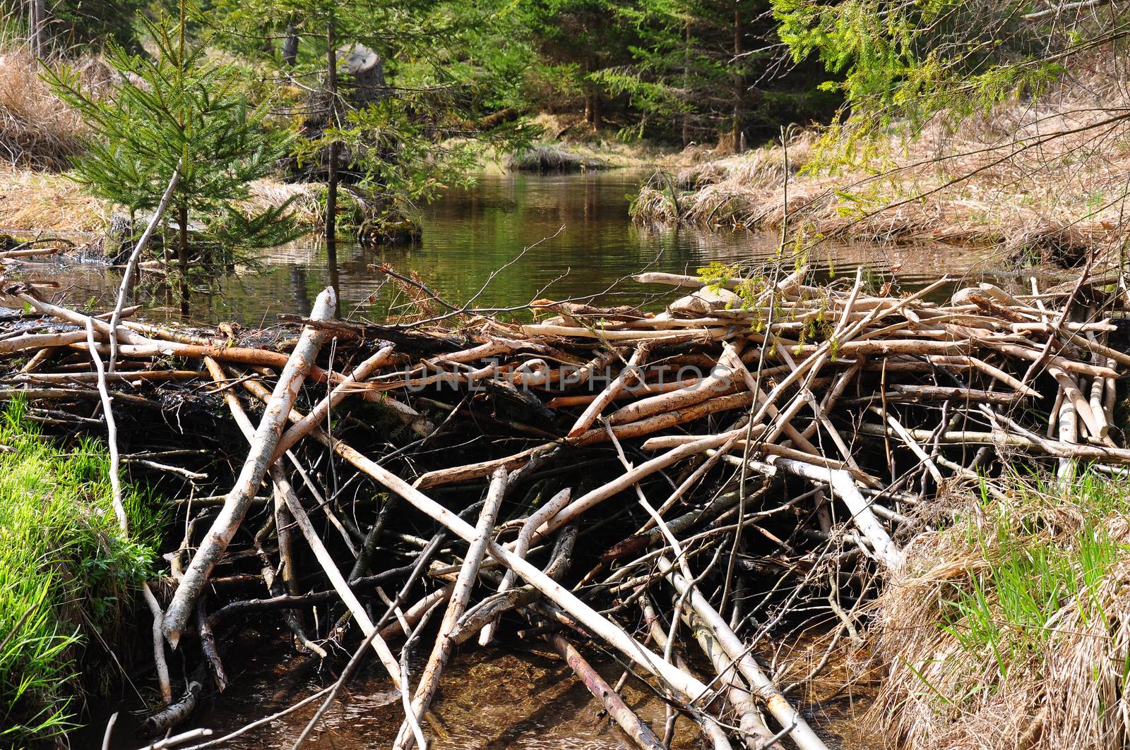 Beaver dam