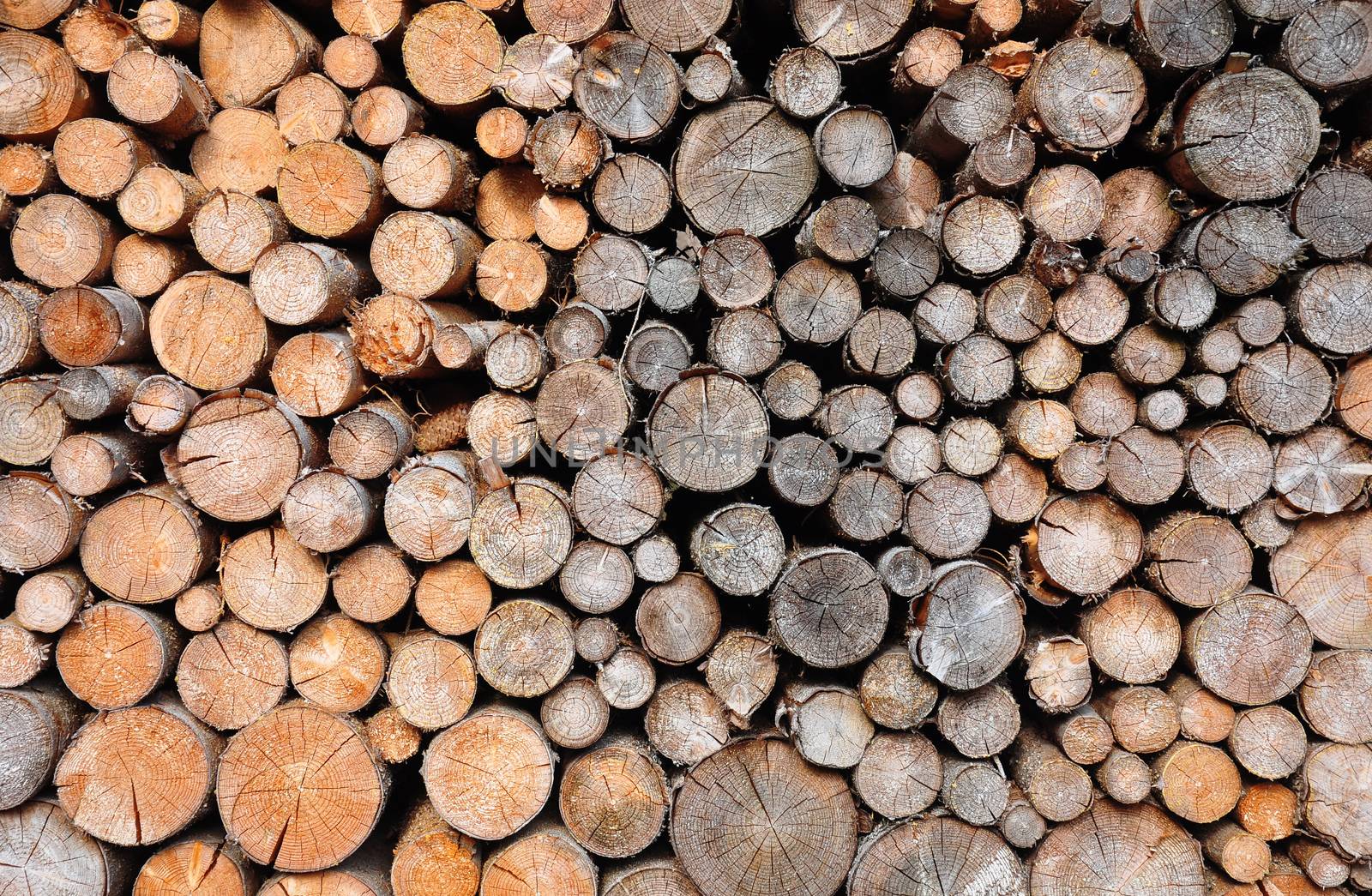 Pile of spruce wood by rbiedermann
