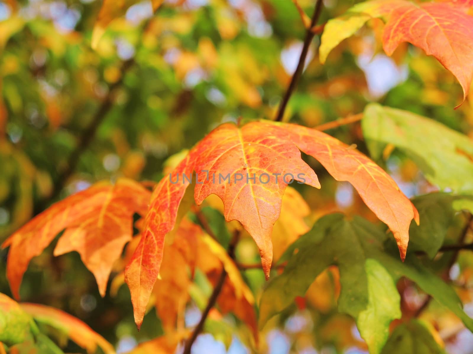Close-up image of colourful Autumn leaves.