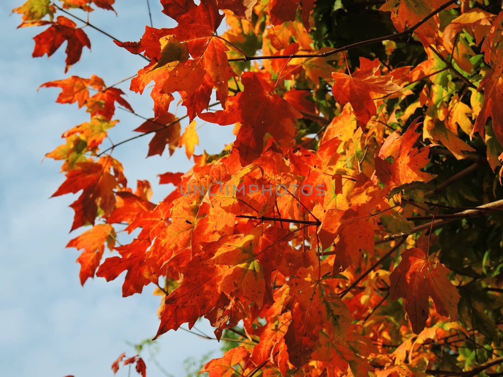 A close-up image of beautiful Autumn leaves.