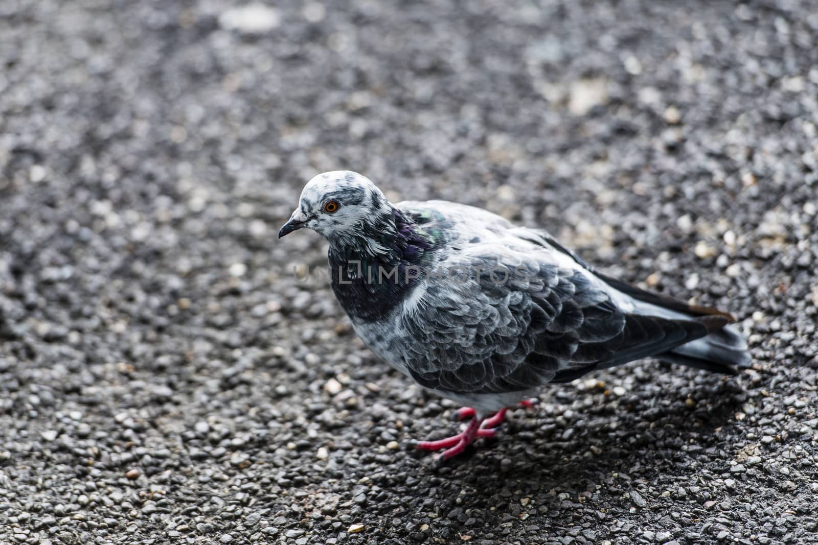 Peaceful pigeon by MohanaAntonMeryl