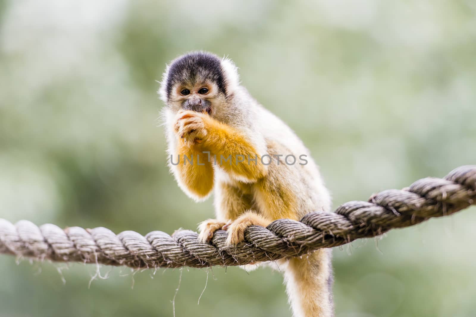 Black-capped squirrel monkey by MohanaAntonMeryl