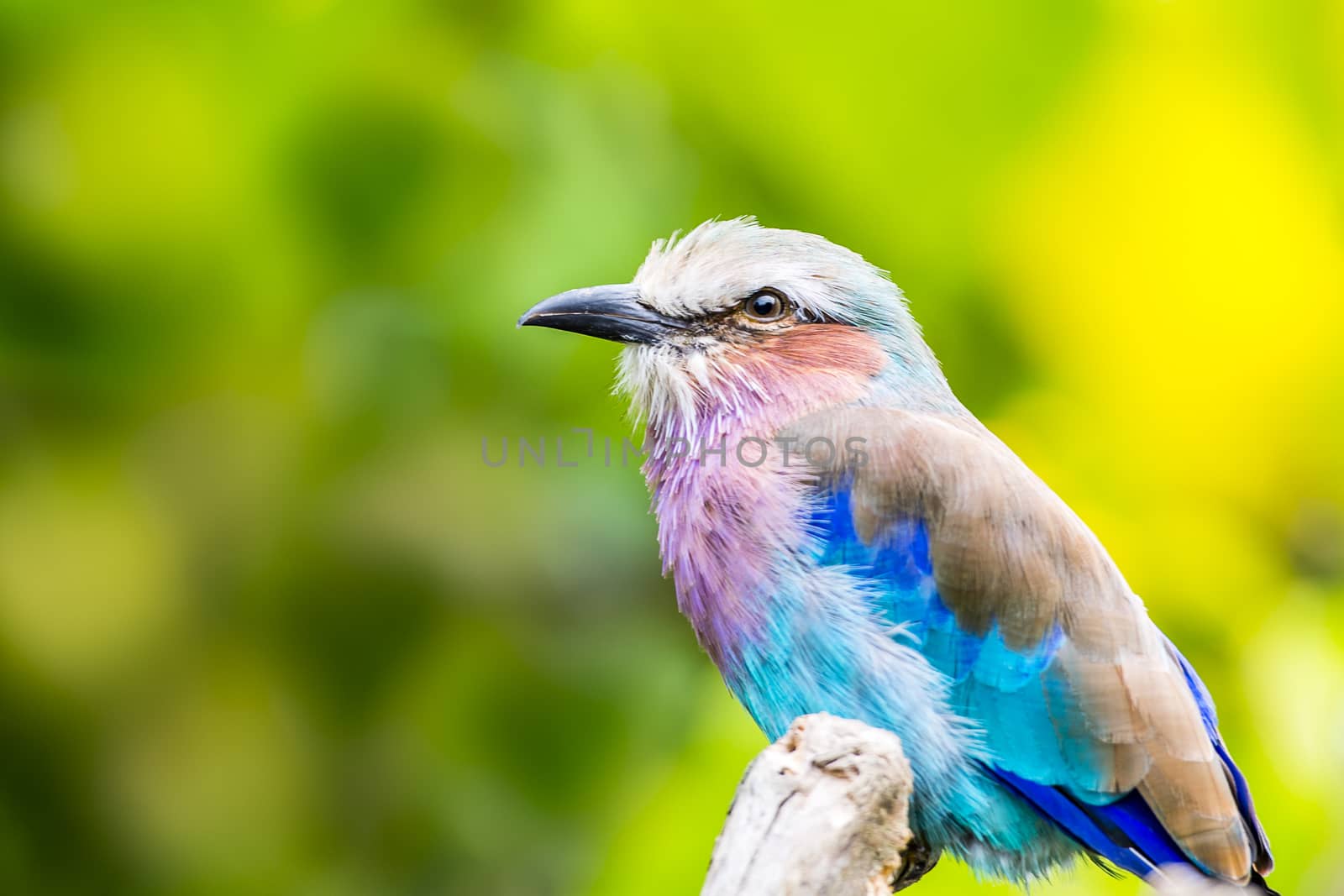 Lilac breasted roller bird by MohanaAntonMeryl