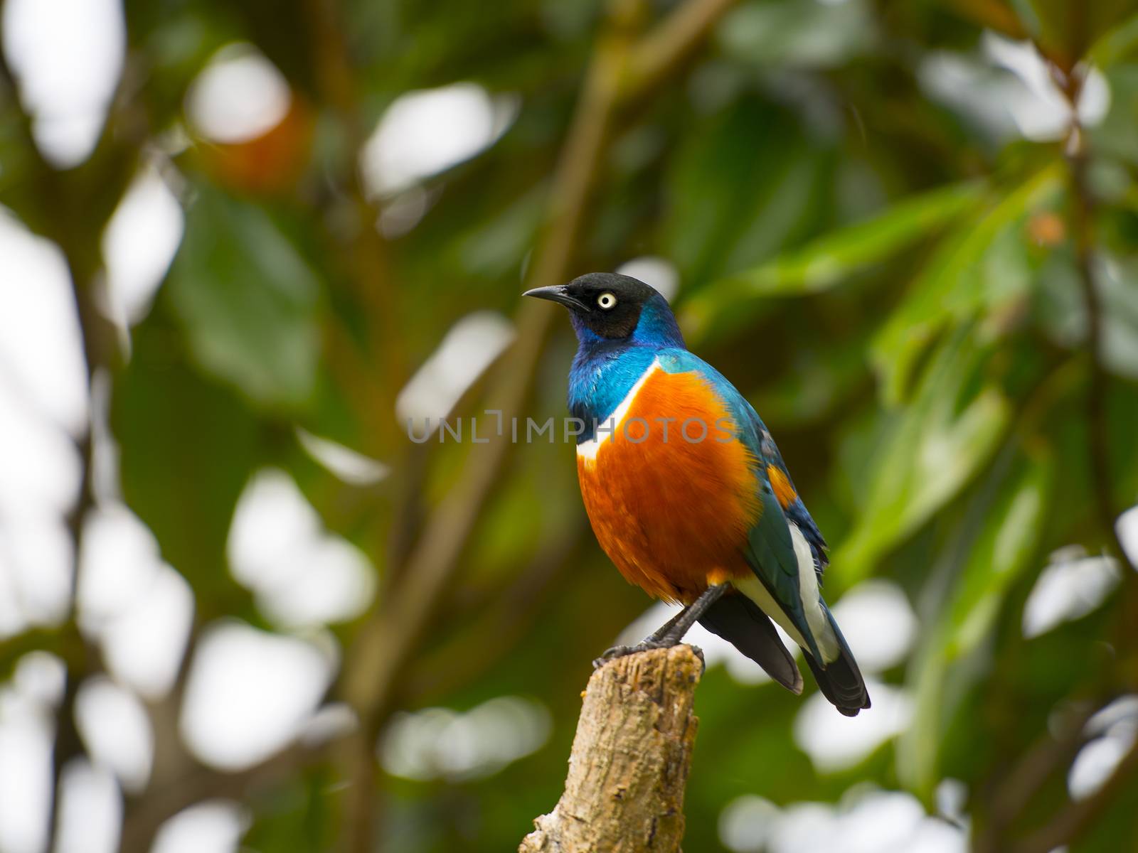 The superb starling (Lamprotornis superbus) is a member of the starling family of birds. It can commonly be found in East Africa, including Ethiopia, Somalia, Uganda, Kenya, and Tanzania. It was formerly known as Spreo superbus.

Adults have black heads and iridescent blue-to-green back, upper breast, wings, and tail. The belly is red-orange, separated from the blue breast by a white bar. The under tail coverts and the wing linings are white. Juveniles have duller plumage with no more than a suggestion of the white breast band. Their irises are brown, later grayish white, eventually the adult's purple.

The superb starling has a long and loud song consisting of trills and chatters. At midday it gives a softer song of repeated phrases.