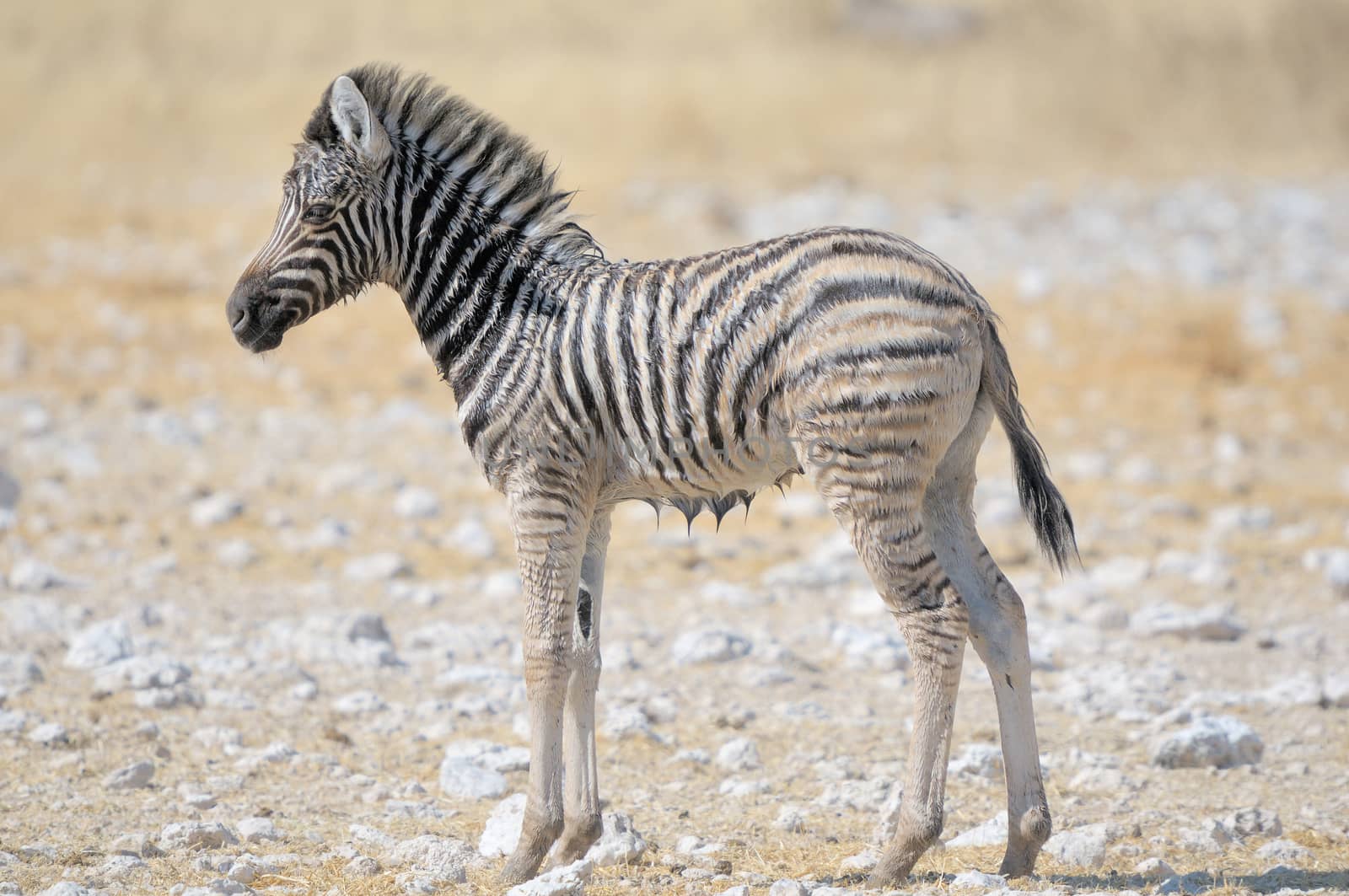 A wet Zebra foal at Nebrownii in the Etosha National Park, Namibia
