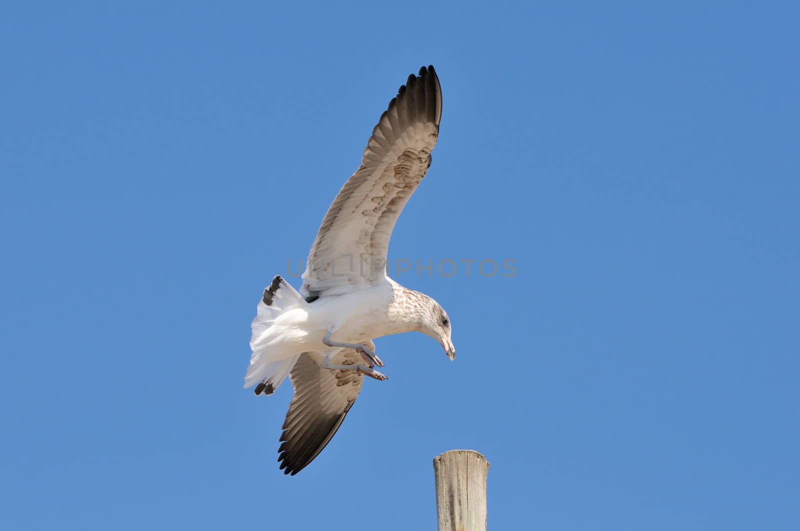 Immature Kelp Gull landing on a pole at Swakopmund in Namibia
