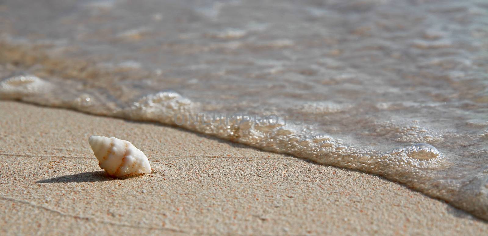 A single, spiral sea shell on a tropical beach, with gentle waves close to the shell