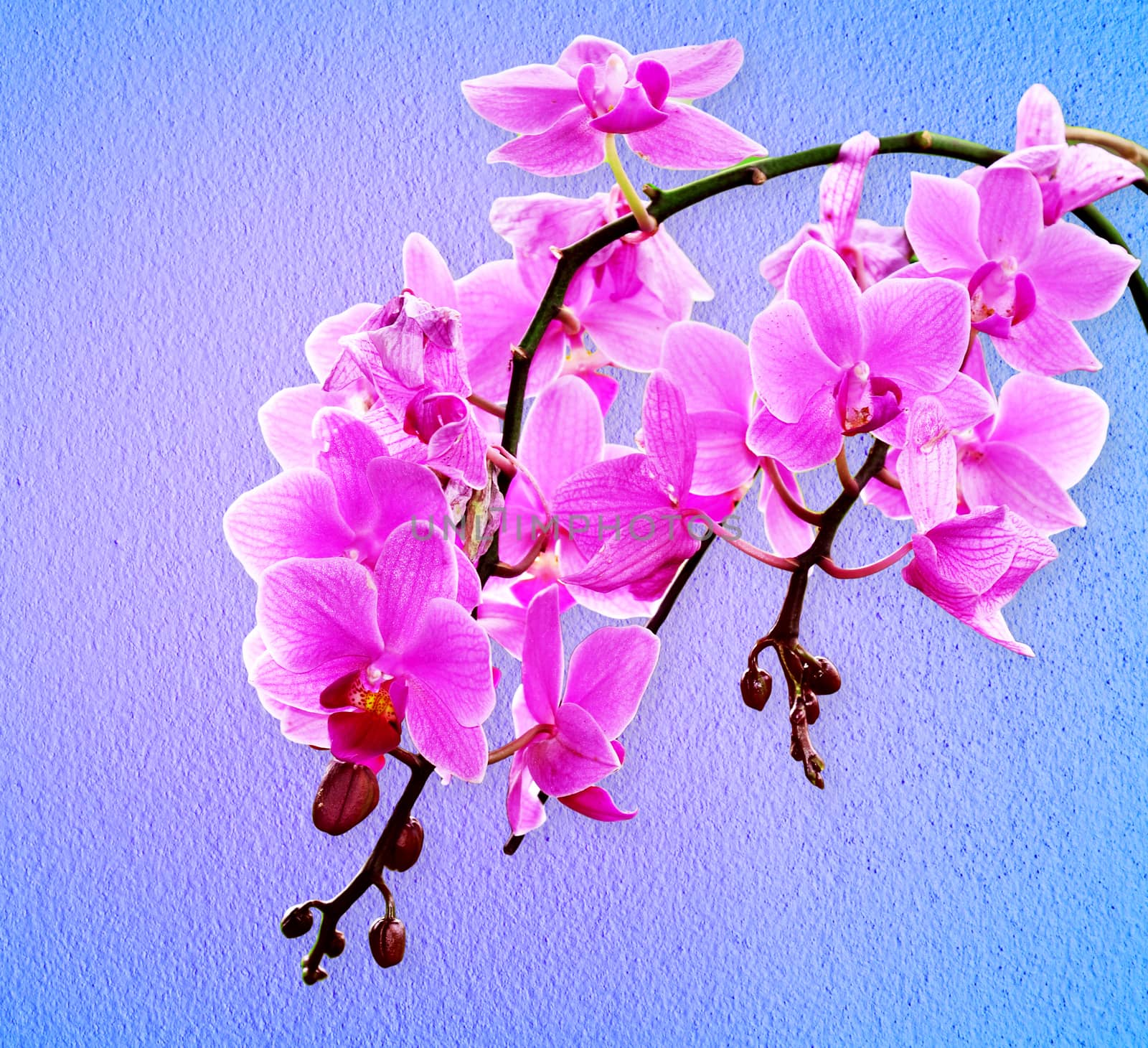 Pink orchid flowers by jengit