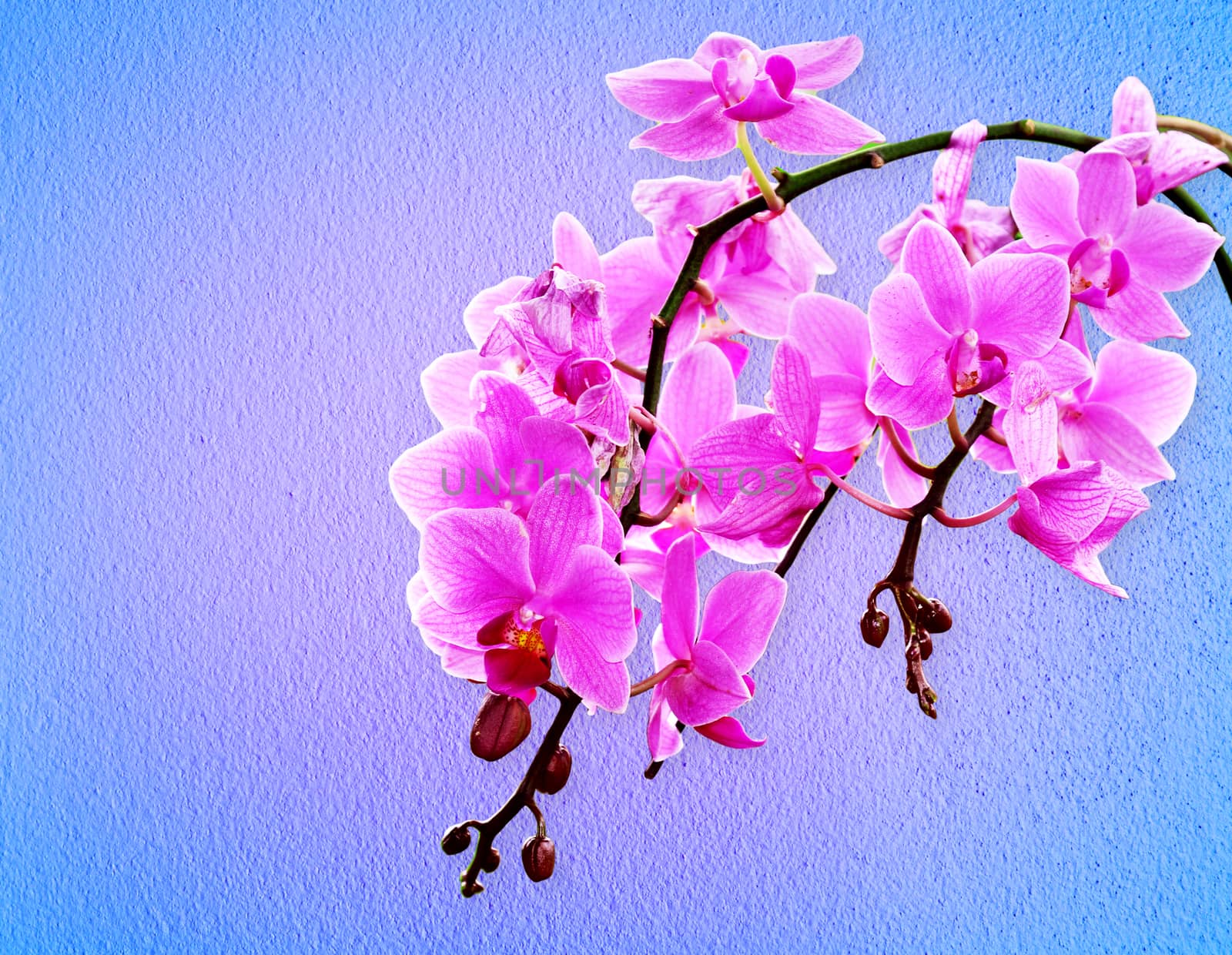 Pink orchid flowers on a pastel background