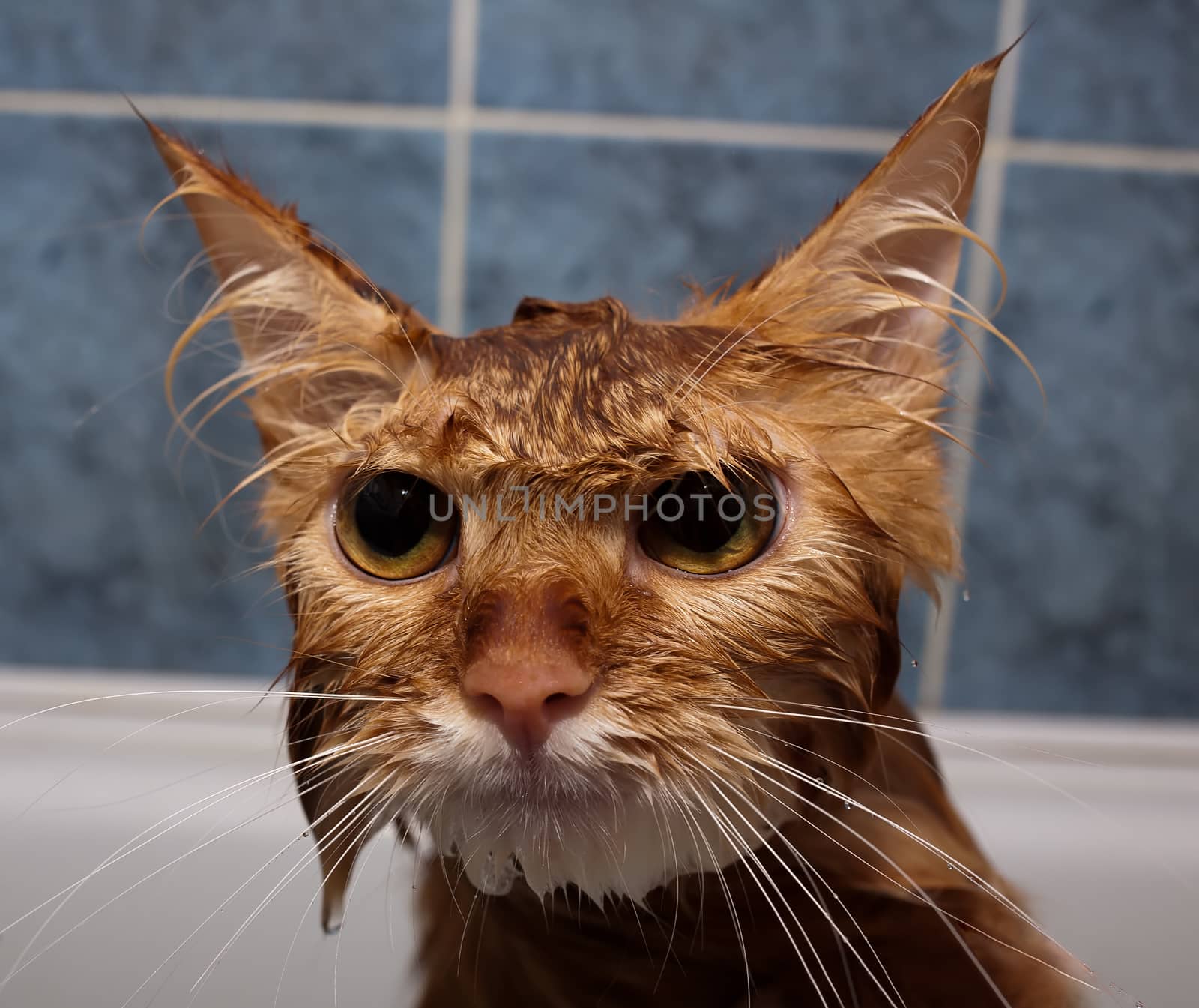 Muzzle wet cat close up with drops of water on his mustache