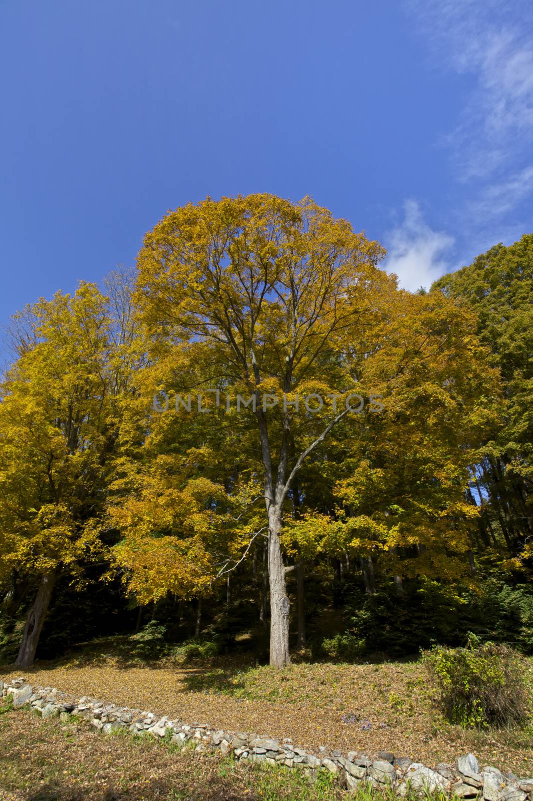 Tree Autumn, Fall foliage in New England, USA