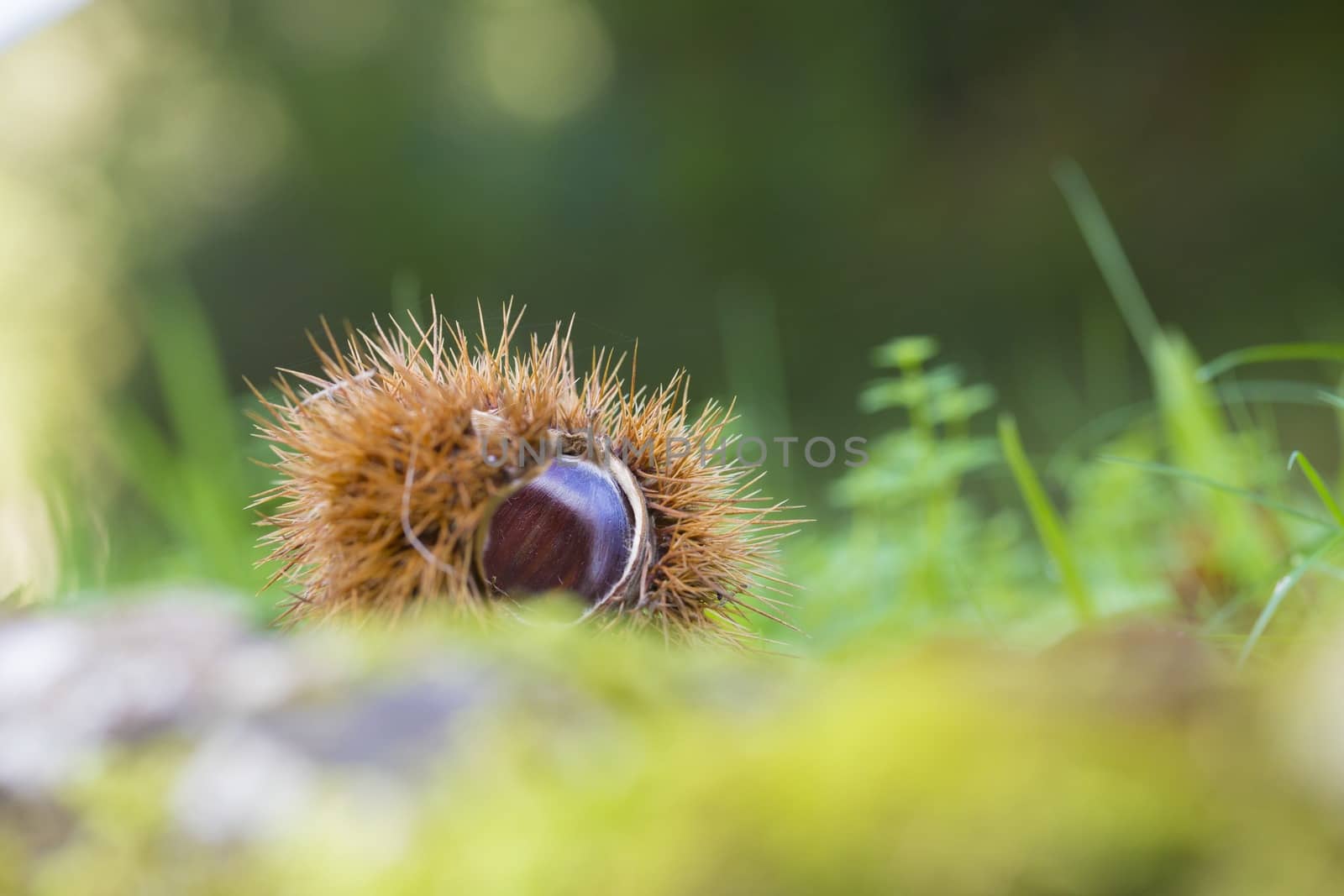 Macro picture of chestnut fruit in the ground. 