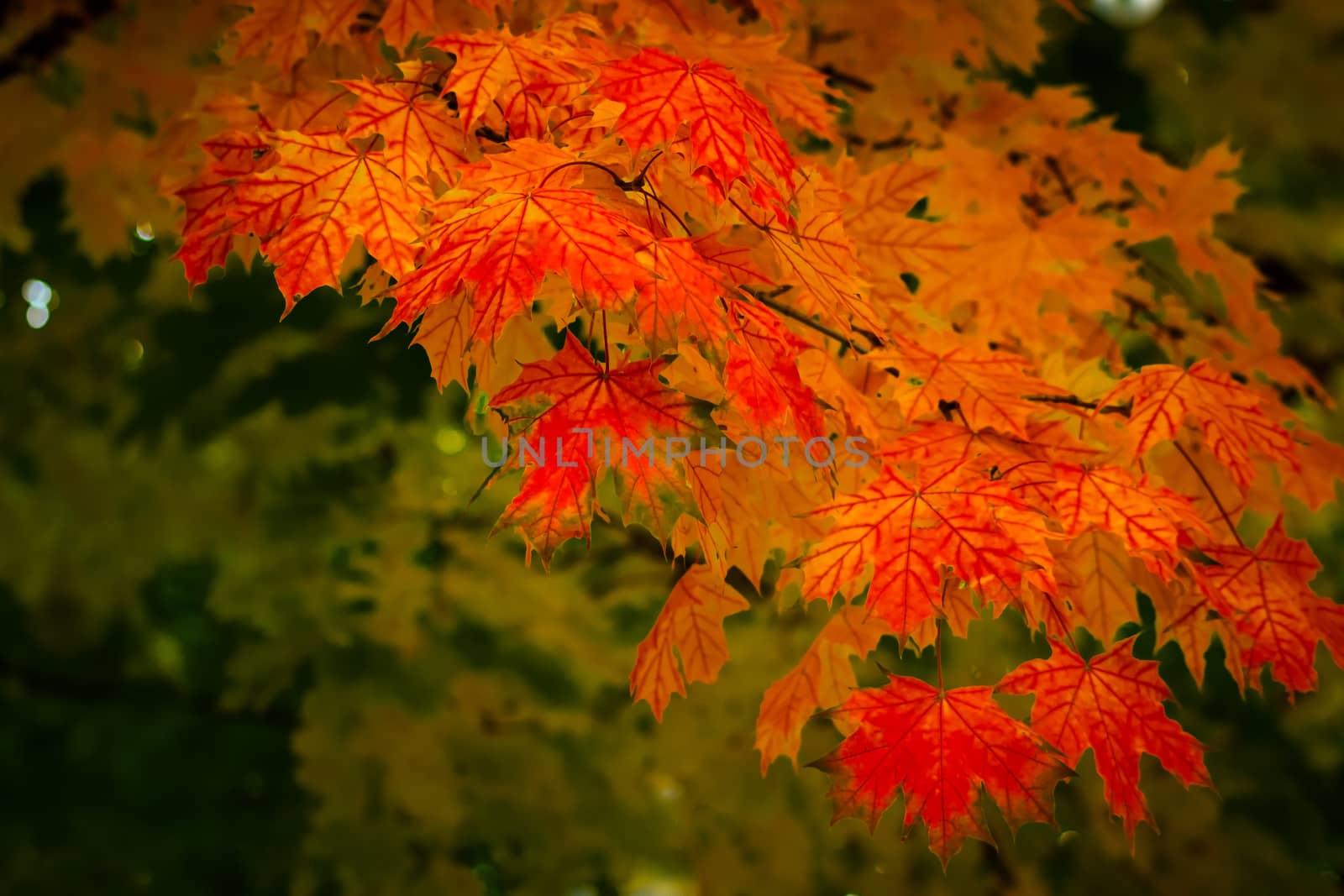 Autumn leaves by pilotL39