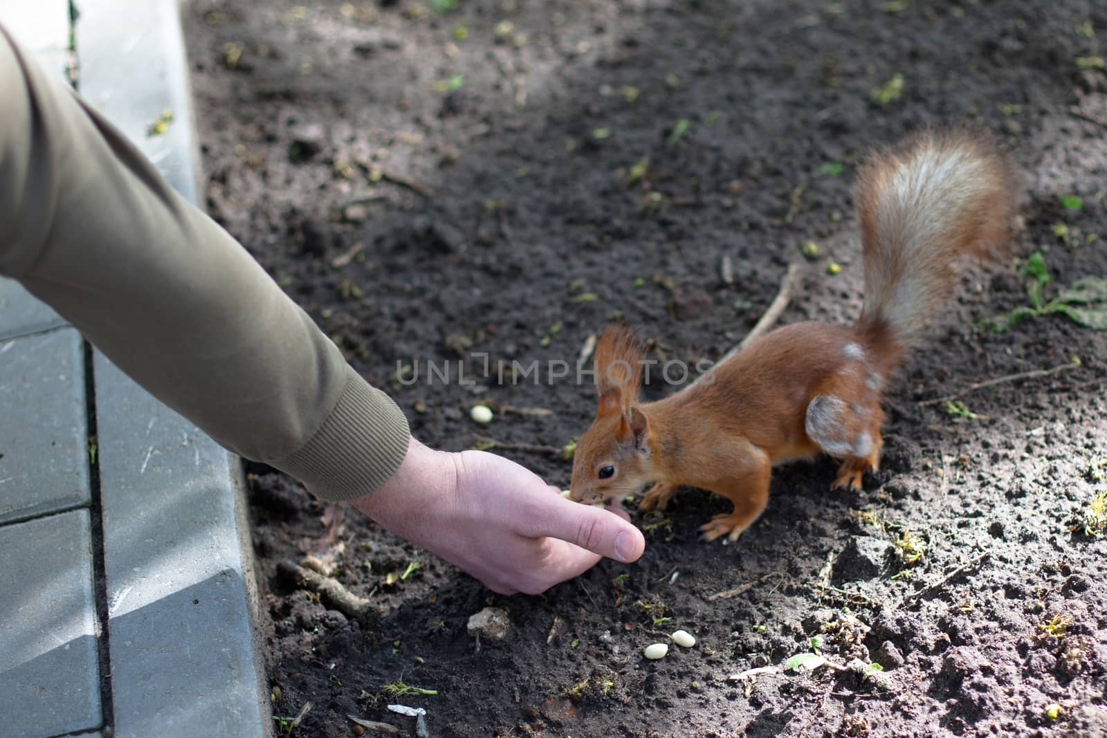 man hand giving a food for redsquirrel
