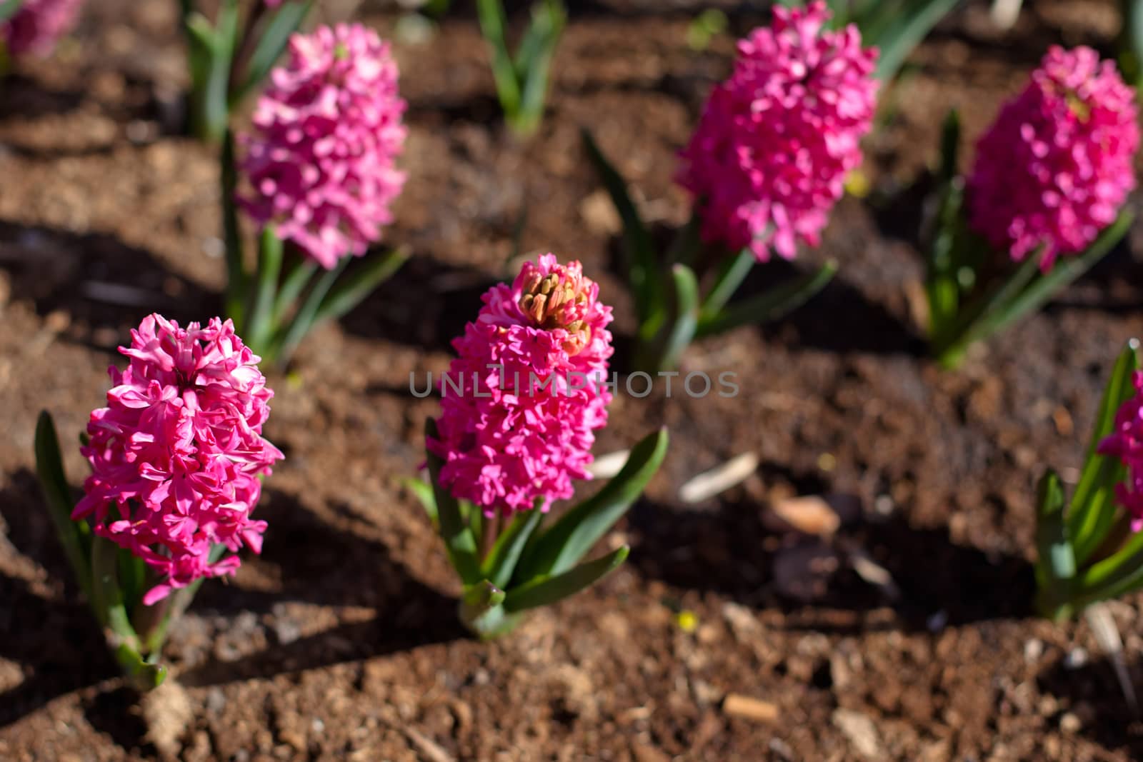 Pink flowers by foaloce