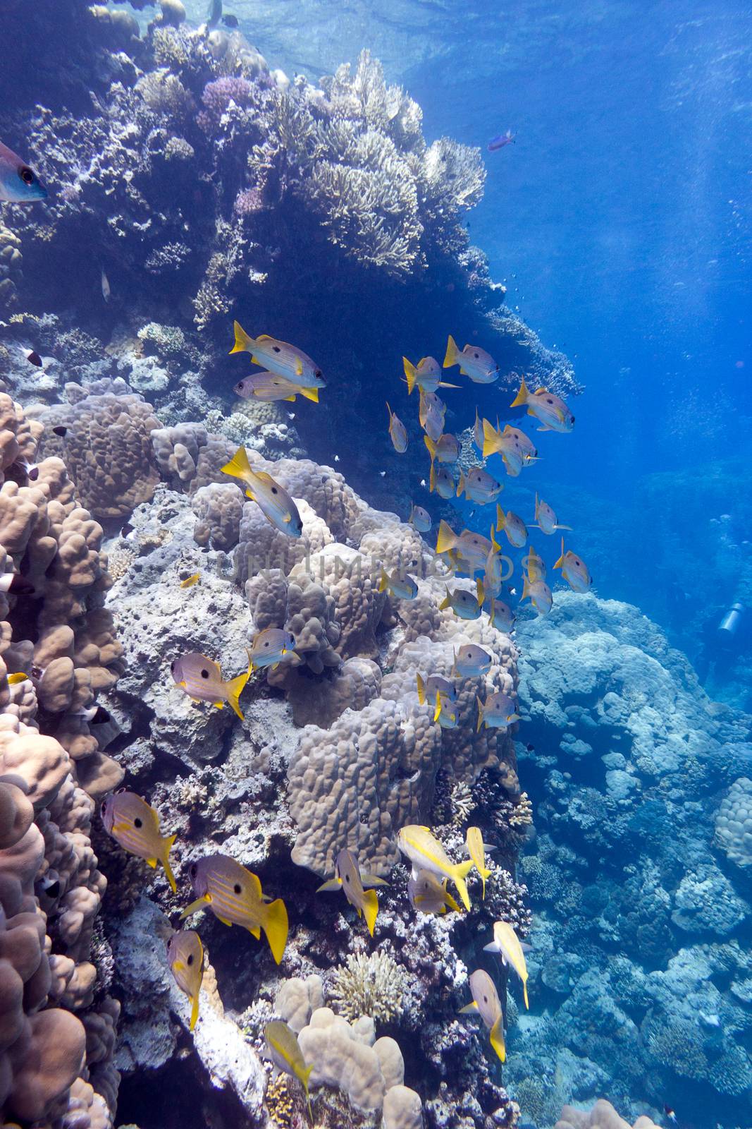 coral reef with porites corals and goatfishes at the bottom of tropical sea on blue water background