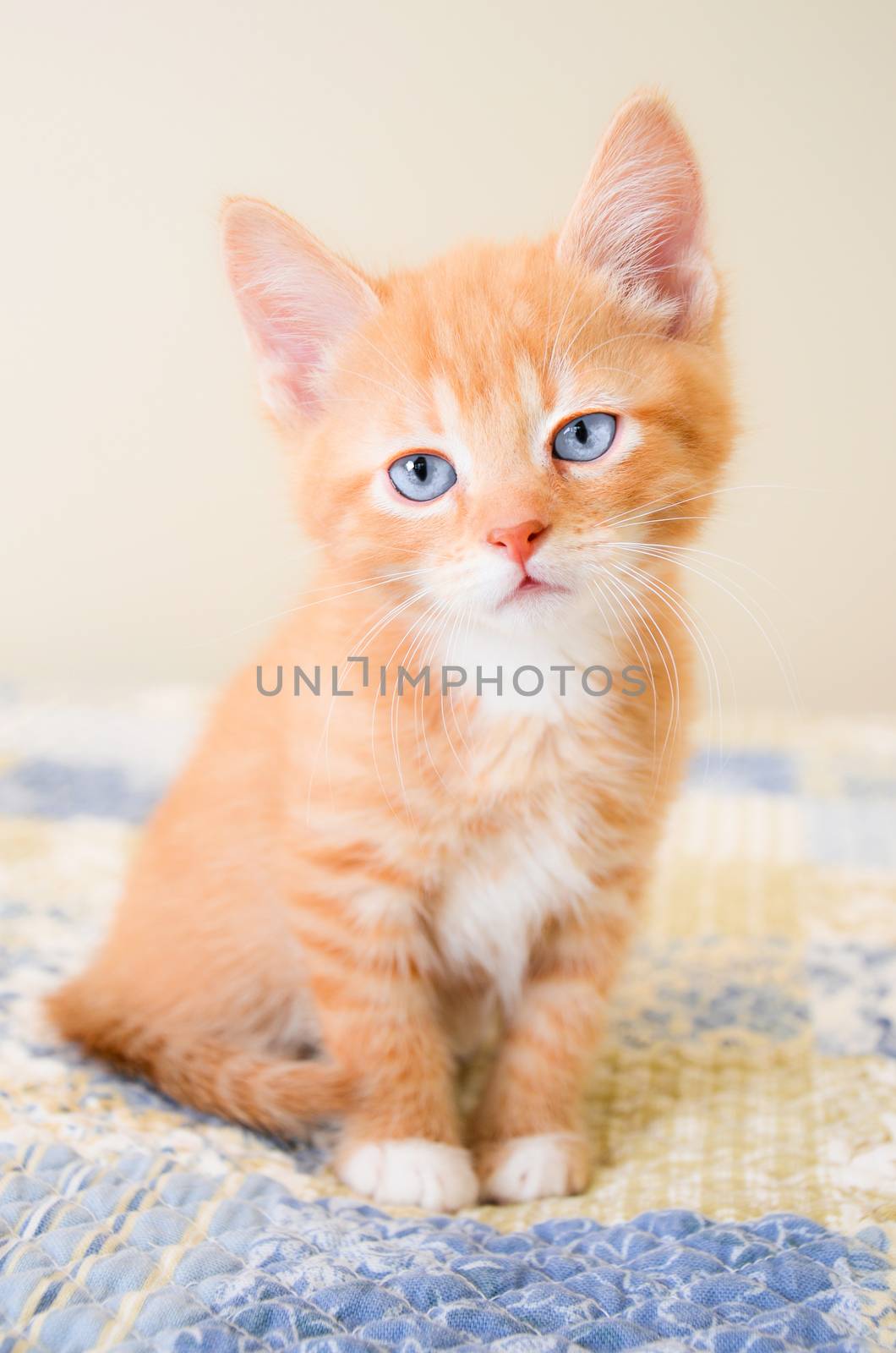 Cute orange kitten sitting on a blue and yellow quilt by dnsphotography