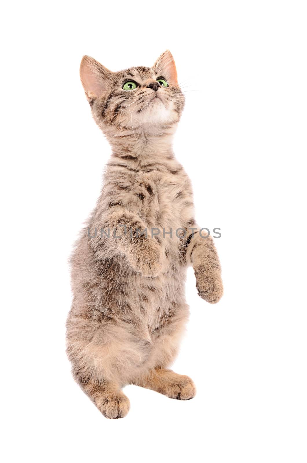 Cute tabby kitten standing up on a white background