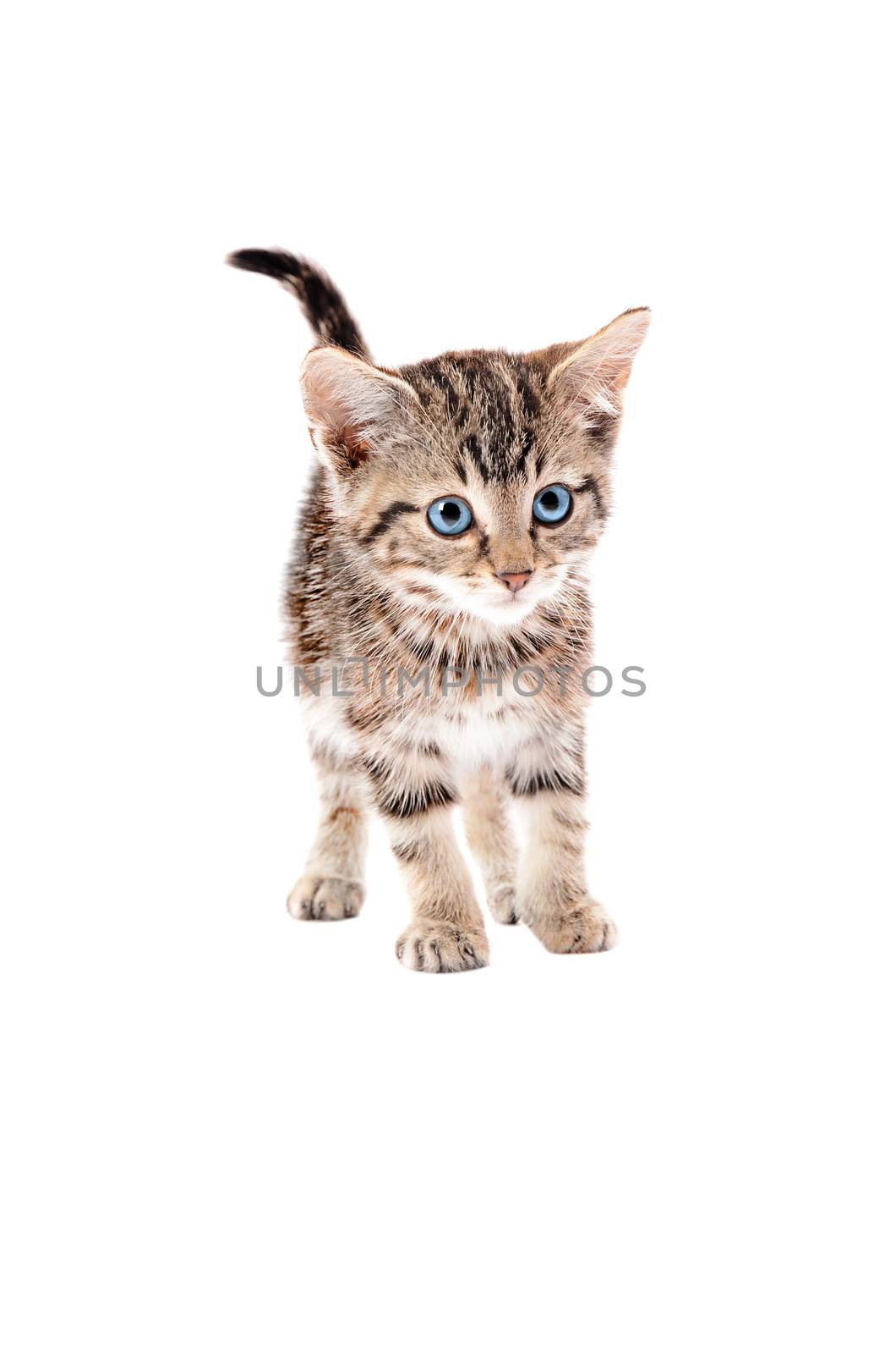 Cute striped cat standing with tail erect