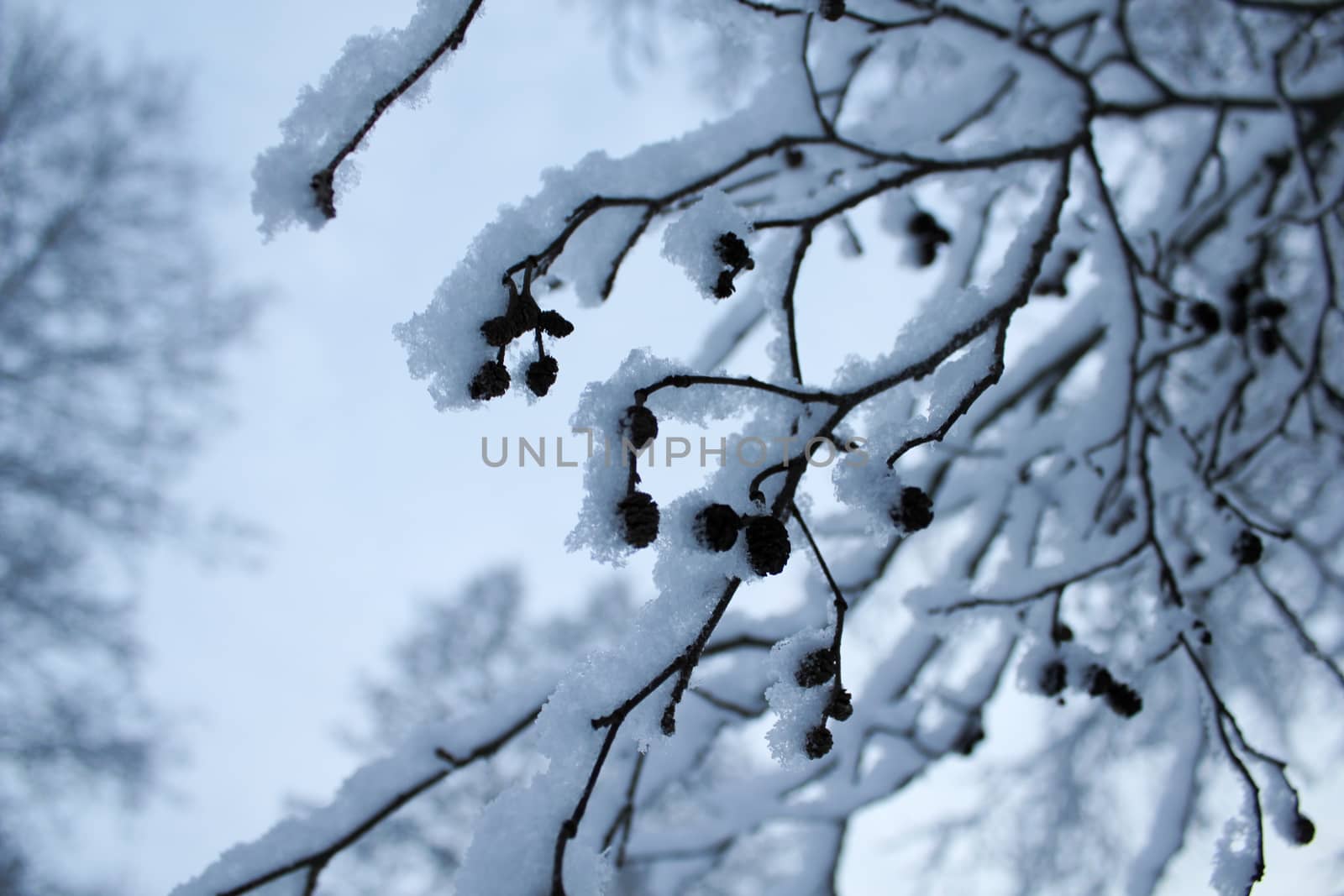 tree in Norway