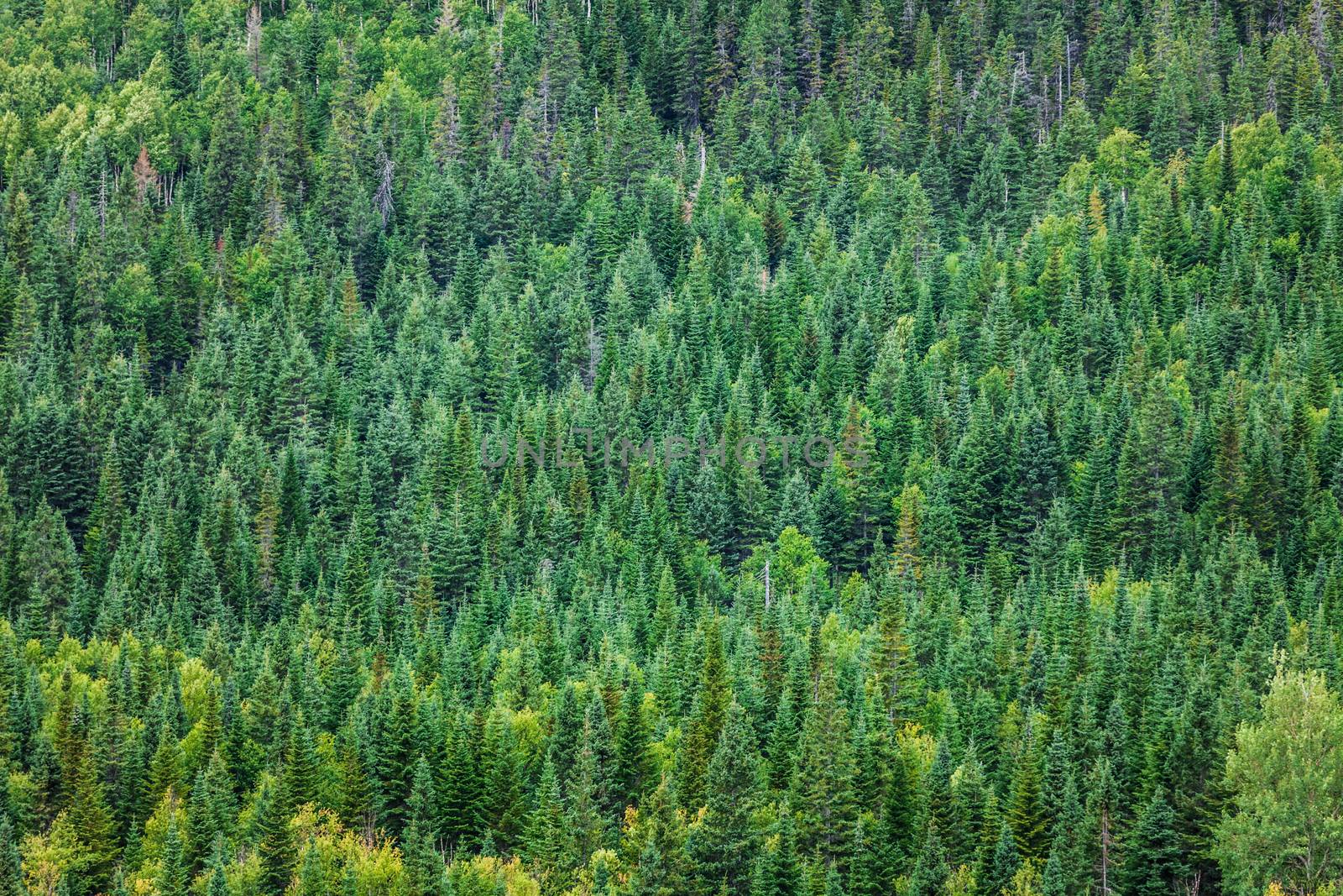 Forest texture Somewhere in Quebec, Canada
